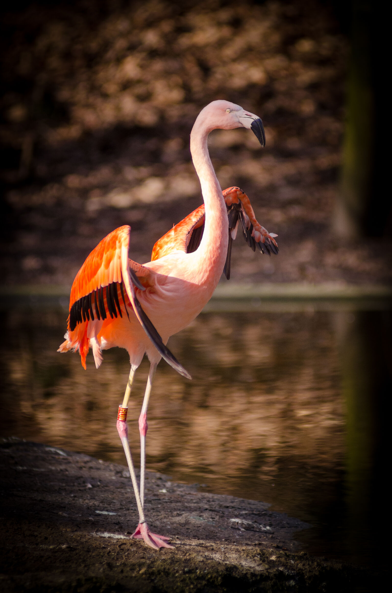 AF Zoom-Nikkor 80-200mm f/2.8 ED sample photo. Pink, and, red, flamingo photography