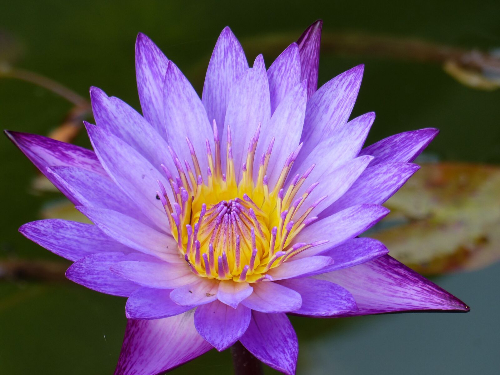 Panasonic Lumix DMC-FZ200 sample photo. Flower, plant, water lily photography
