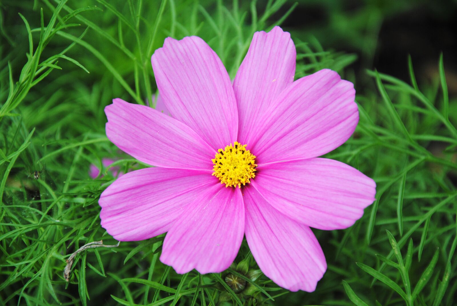Nikon D3000 sample photo. Pink, flower, colorful photography