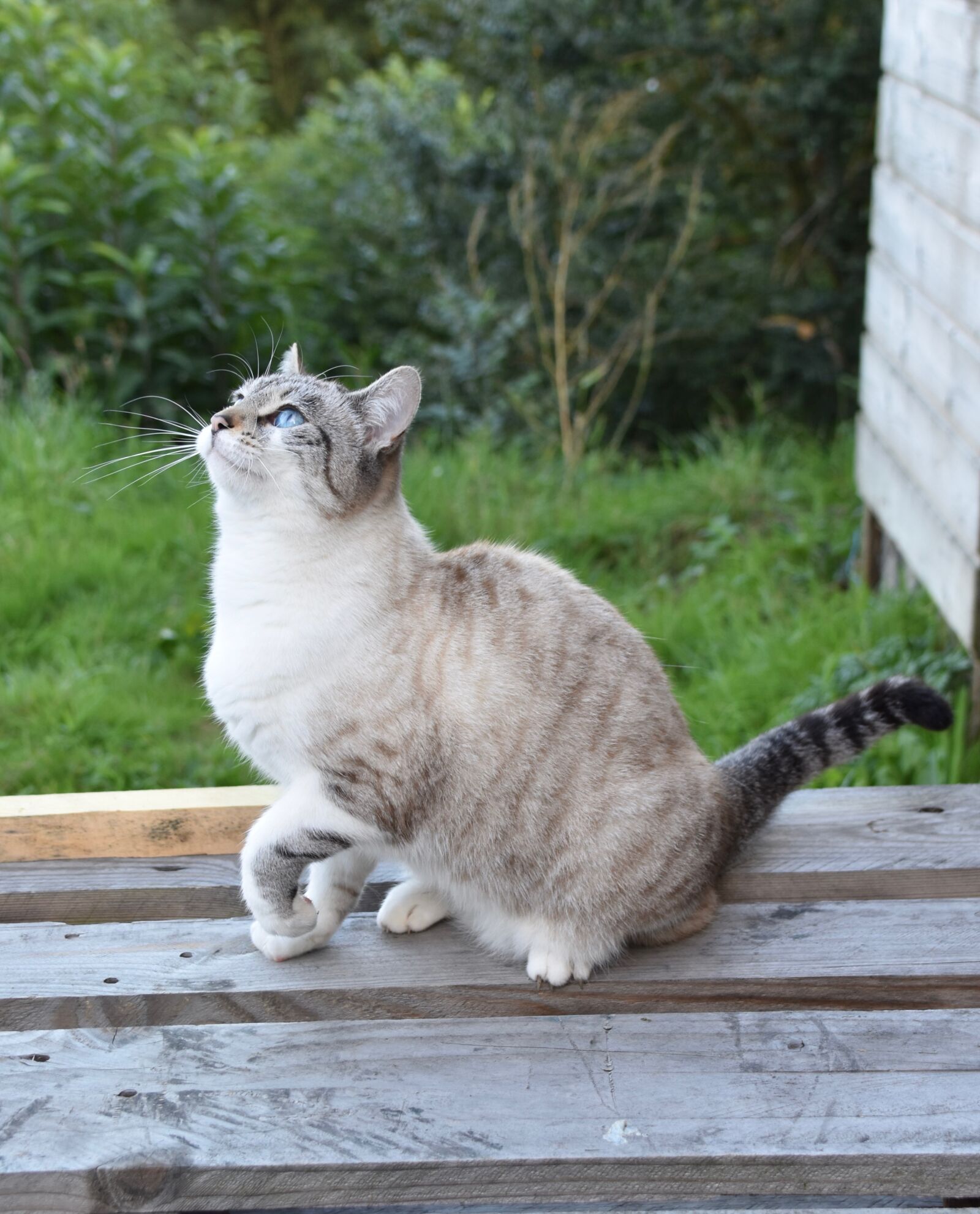Nikon D5600 sample photo. Cat, alley cat, european photography
