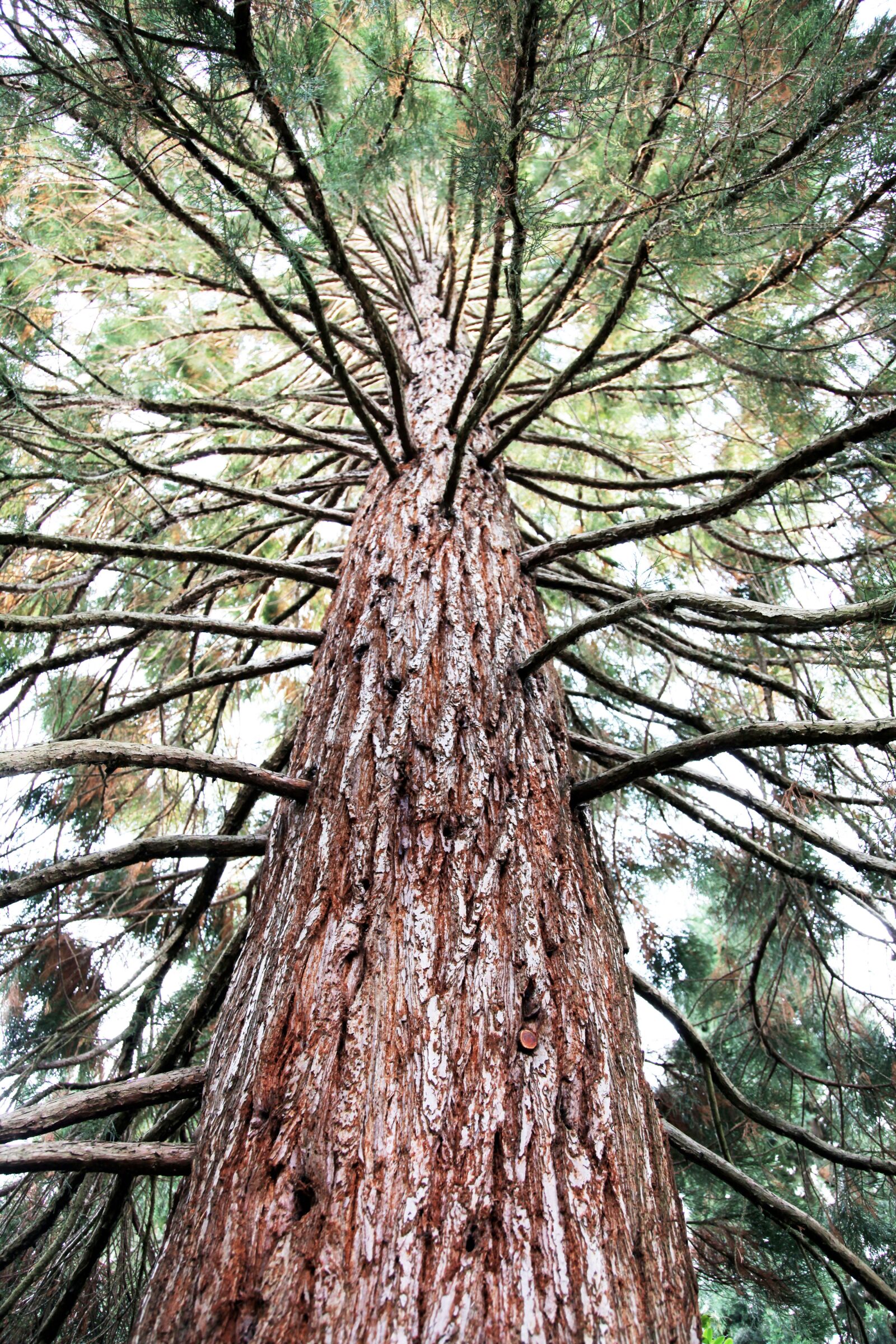 Canon EOS 5D Mark II sample photo. Fir, tree, conifer photography