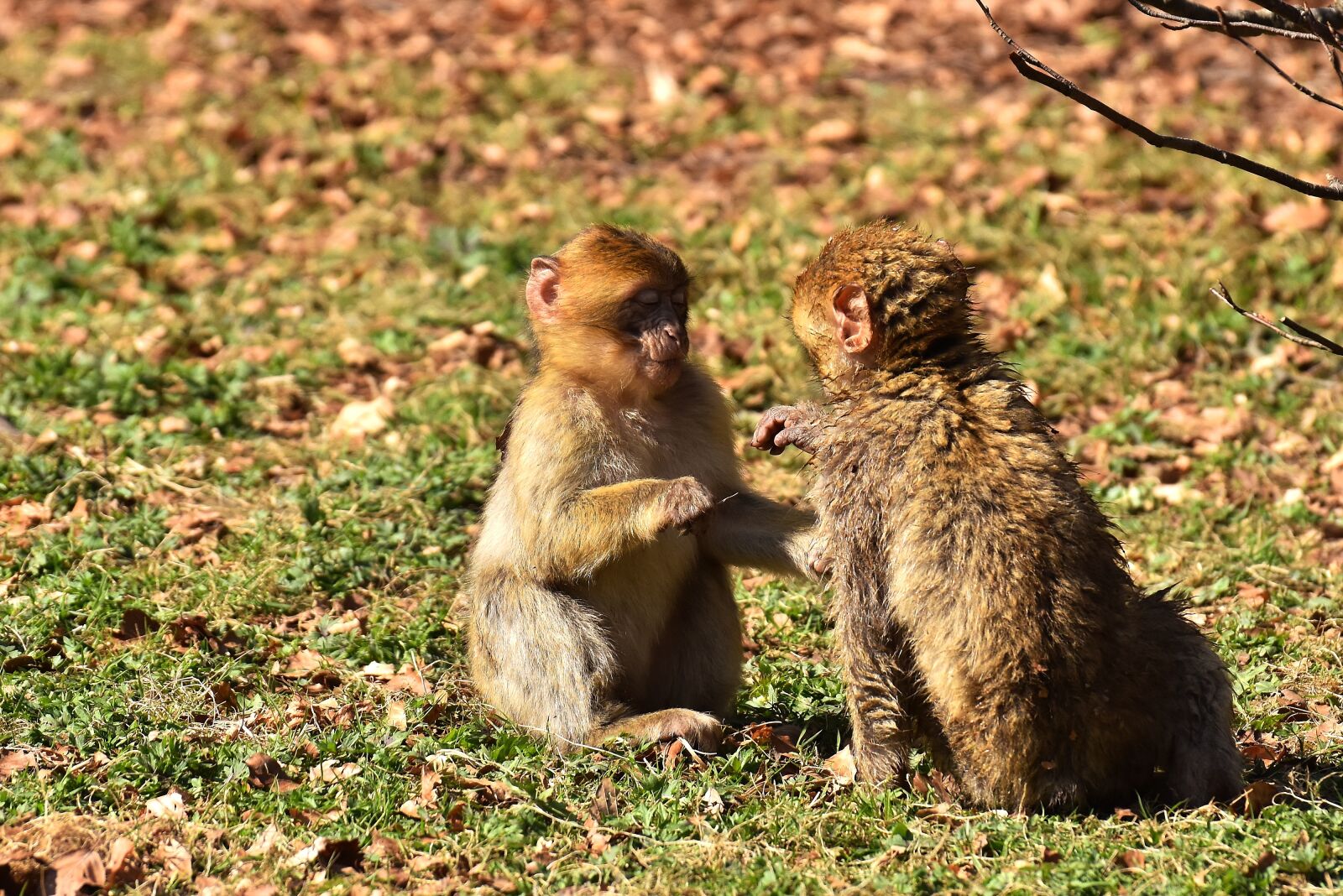 Nikon D7200 sample photo. Berber monkeys, play, cute photography