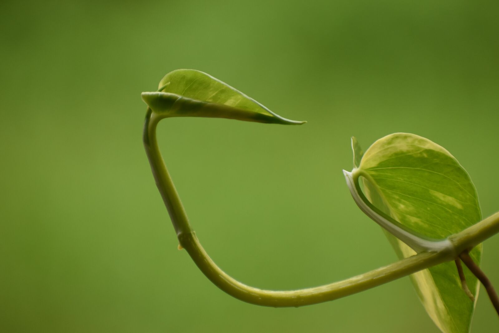 Nikon D5600 sample photo. Leaf, money plant, green photography