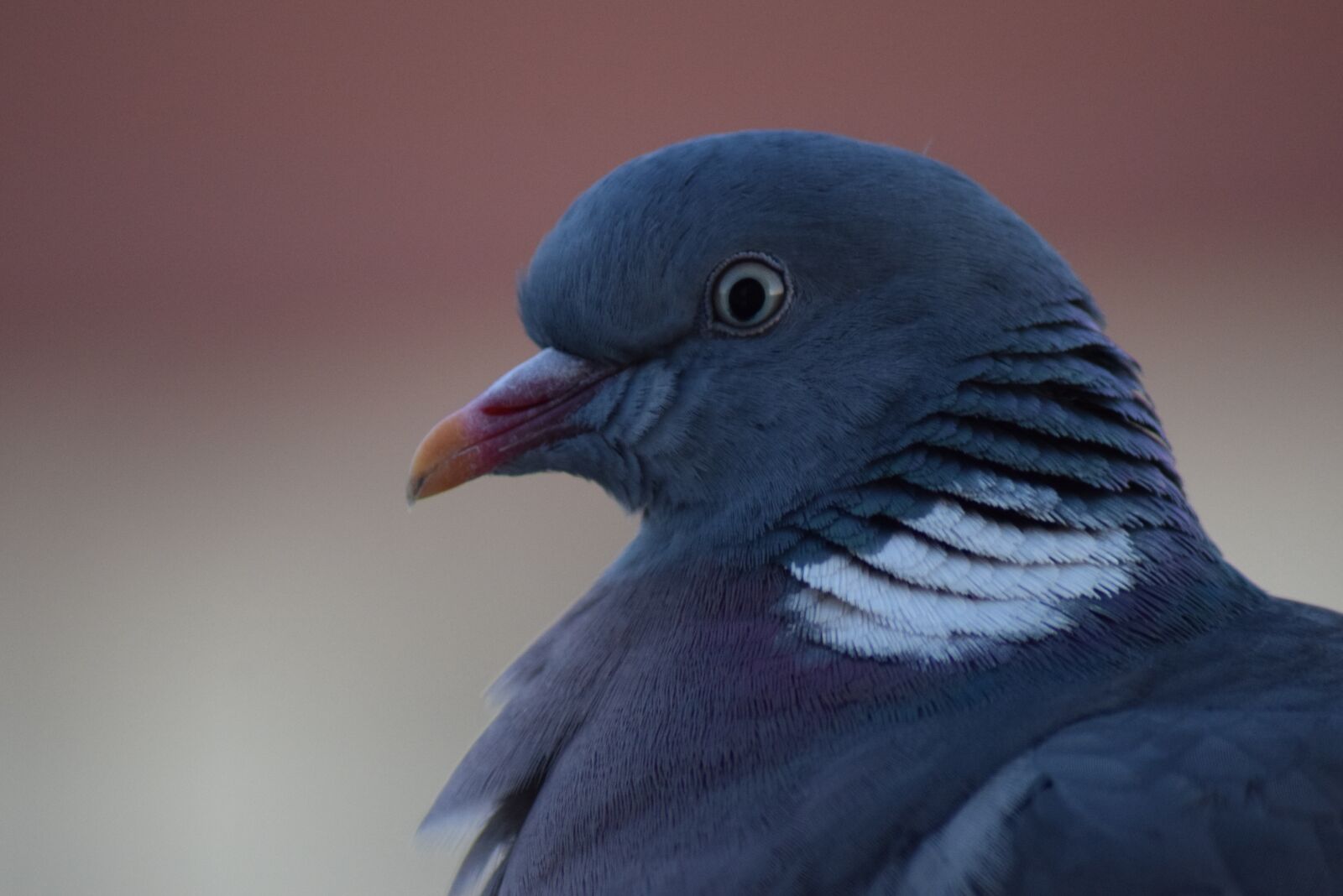 Nikon D3300 sample photo. Dove, bird, nature photography
