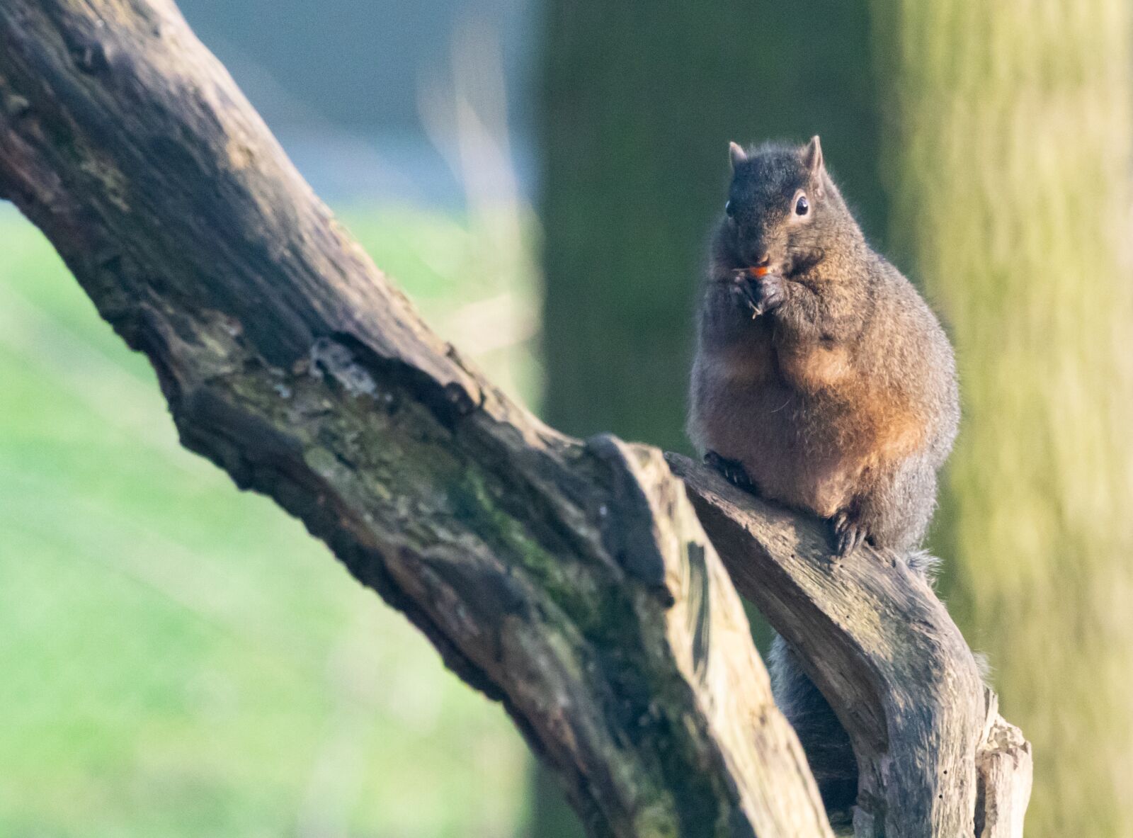 Canon EOS 7D Mark II sample photo. Grey squirrel, squirrel watching photography