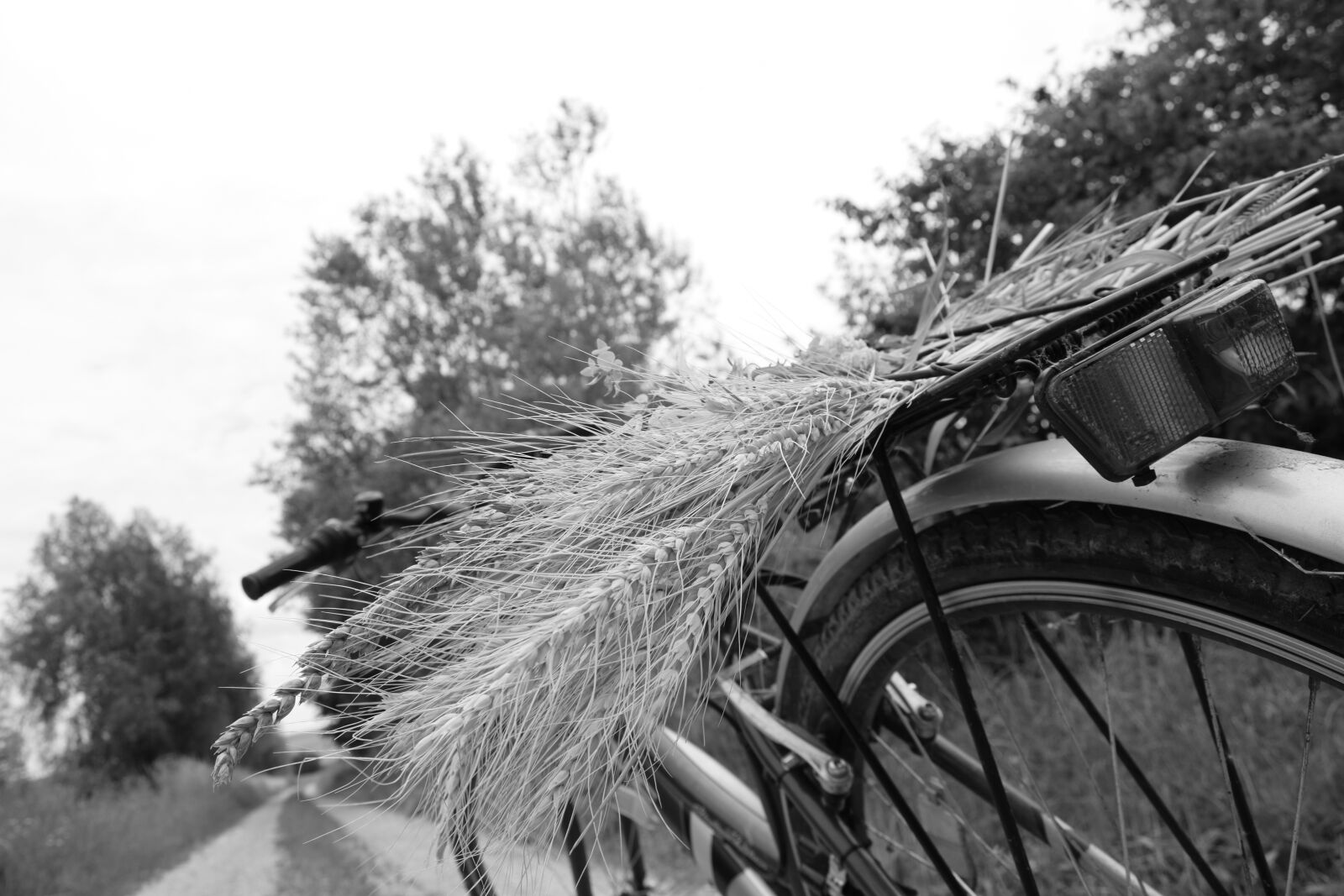 Nikon D5300 sample photo. Bike, more, cycling photography