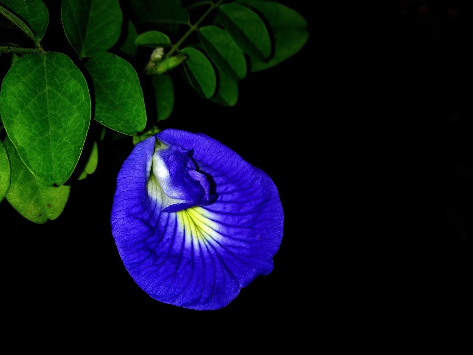 Xiaomi Redmi Y2 sample photo. Famous, great, flash light photography
