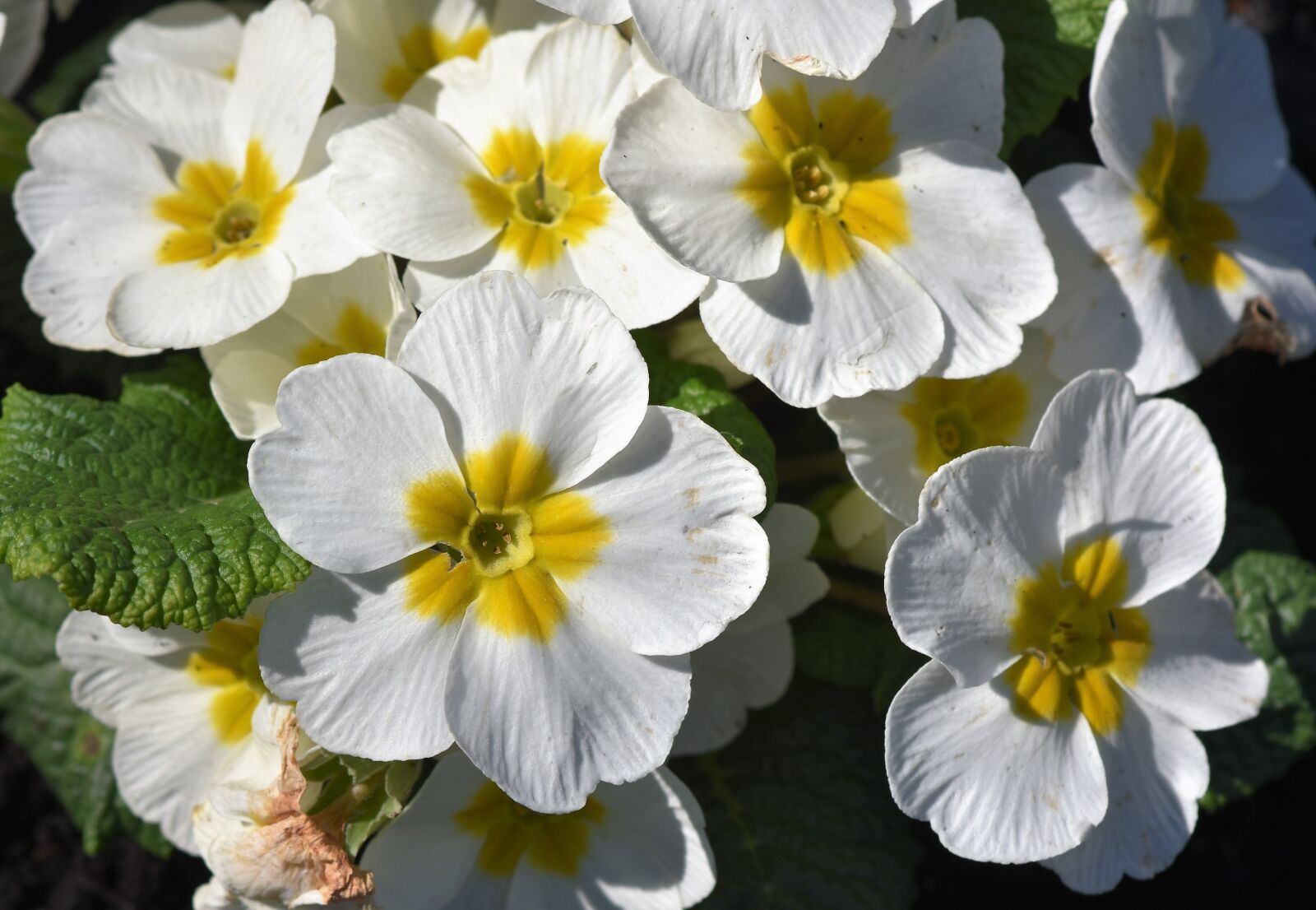Nikon D7200 sample photo. Primrose, flower, primula photography