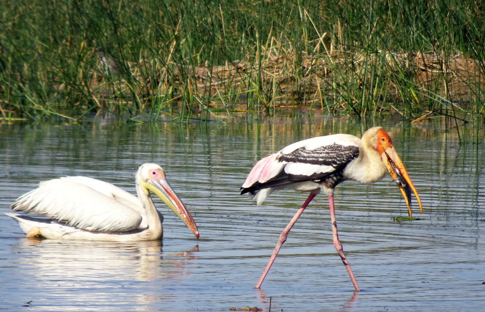 Sony Cyber-shot DSC-HX90V sample photo. Bird, pelican, painted stork photography