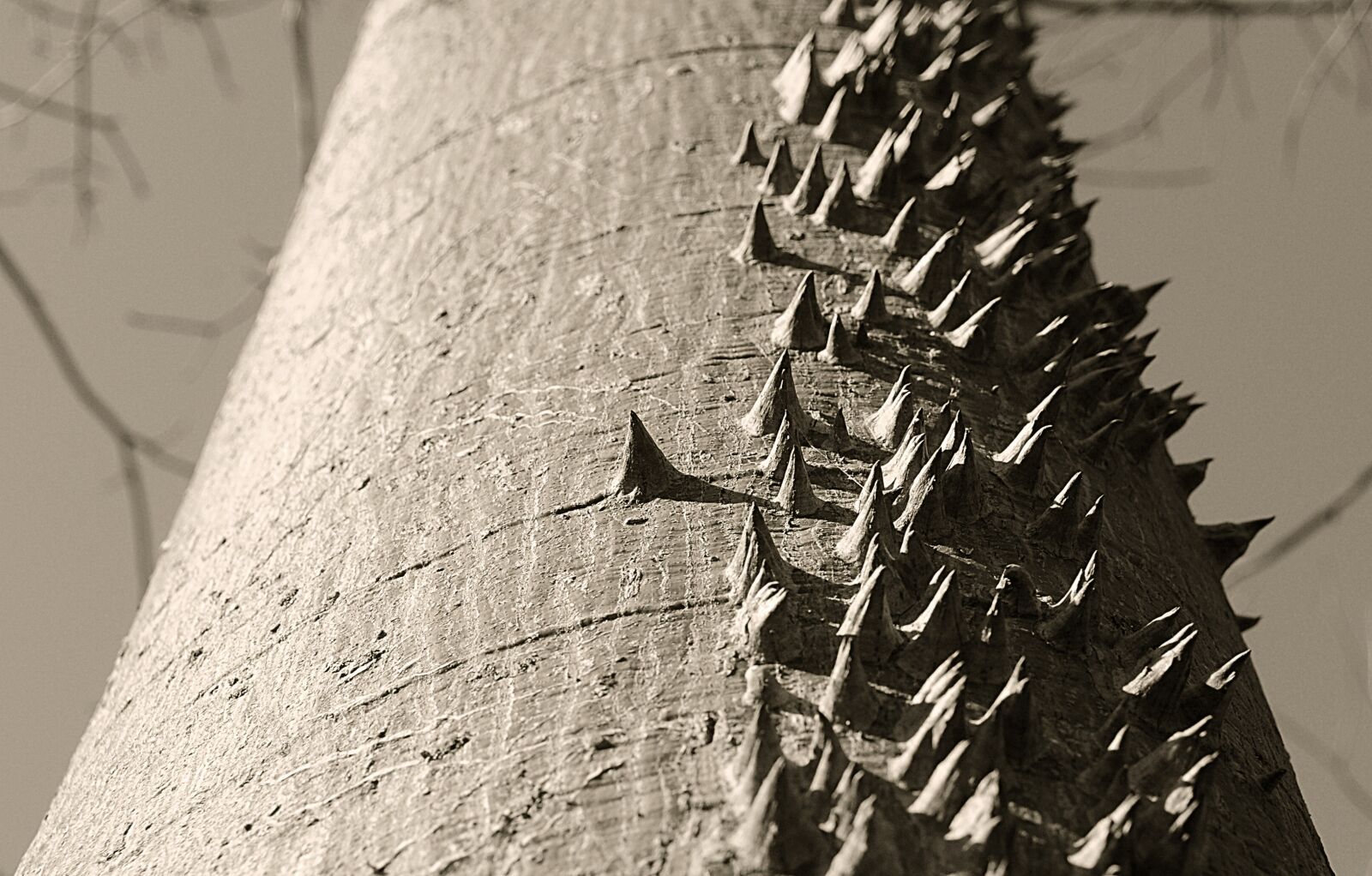 Nikon D300S sample photo. Argentina, tree, nature photography