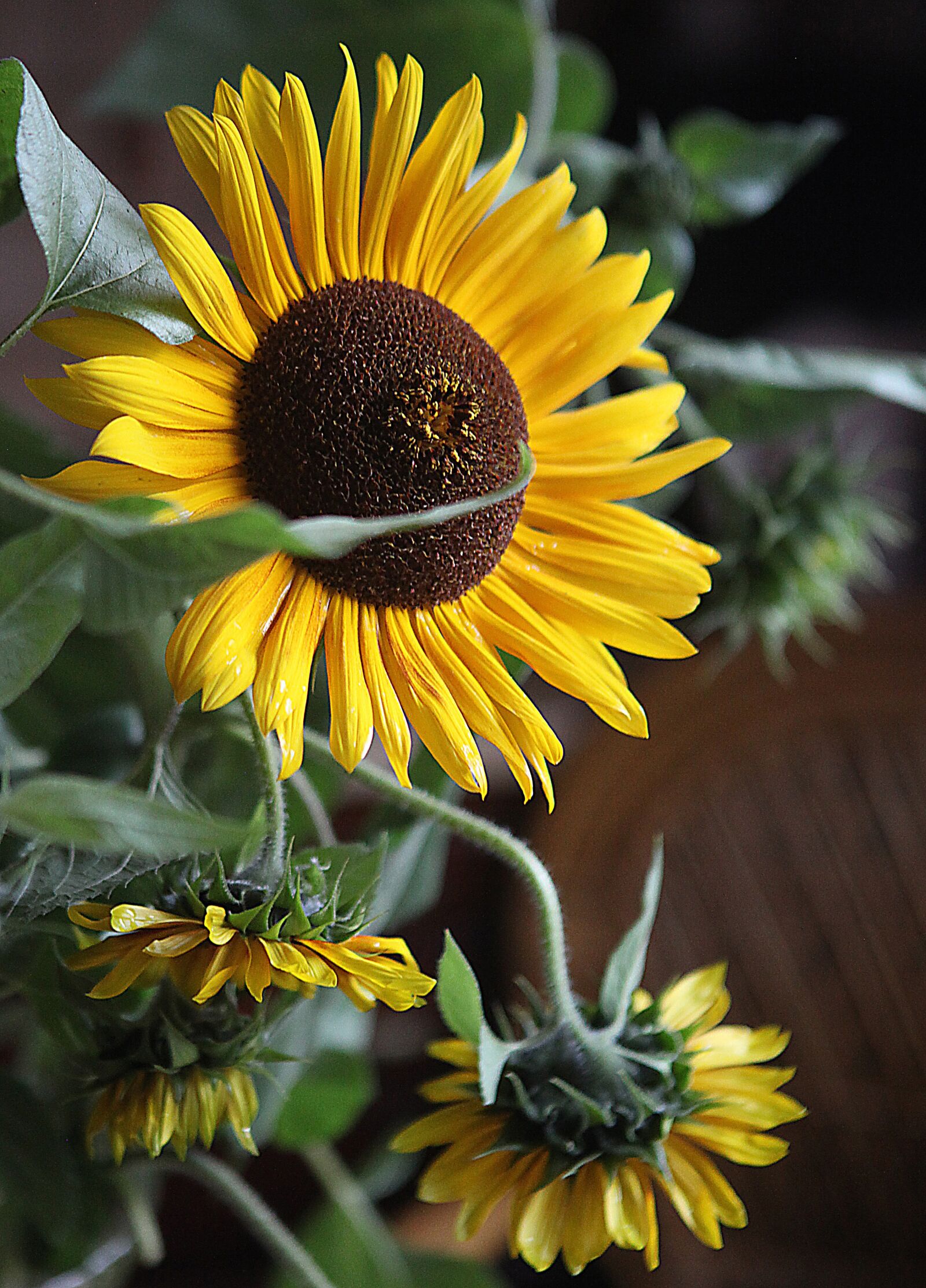 Canon EOS 5D Mark II sample photo. Sunflowers, flowers, yellow flowers photography