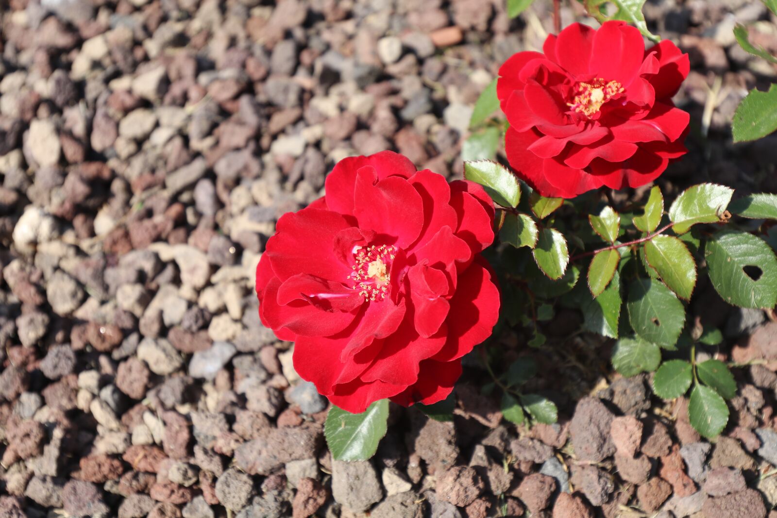 Canon EF 16-35mm F4L IS USM sample photo. Rose, flower, nature photography