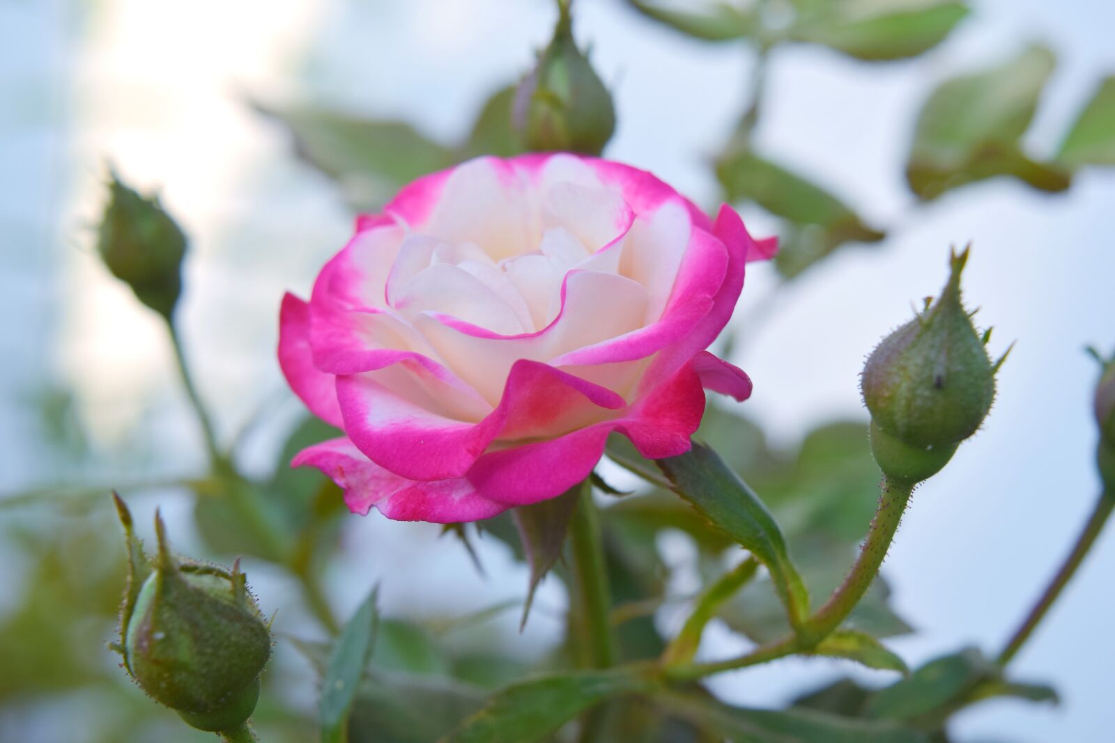 Nikon D5300 sample photo. Flower, nature, flora photography
