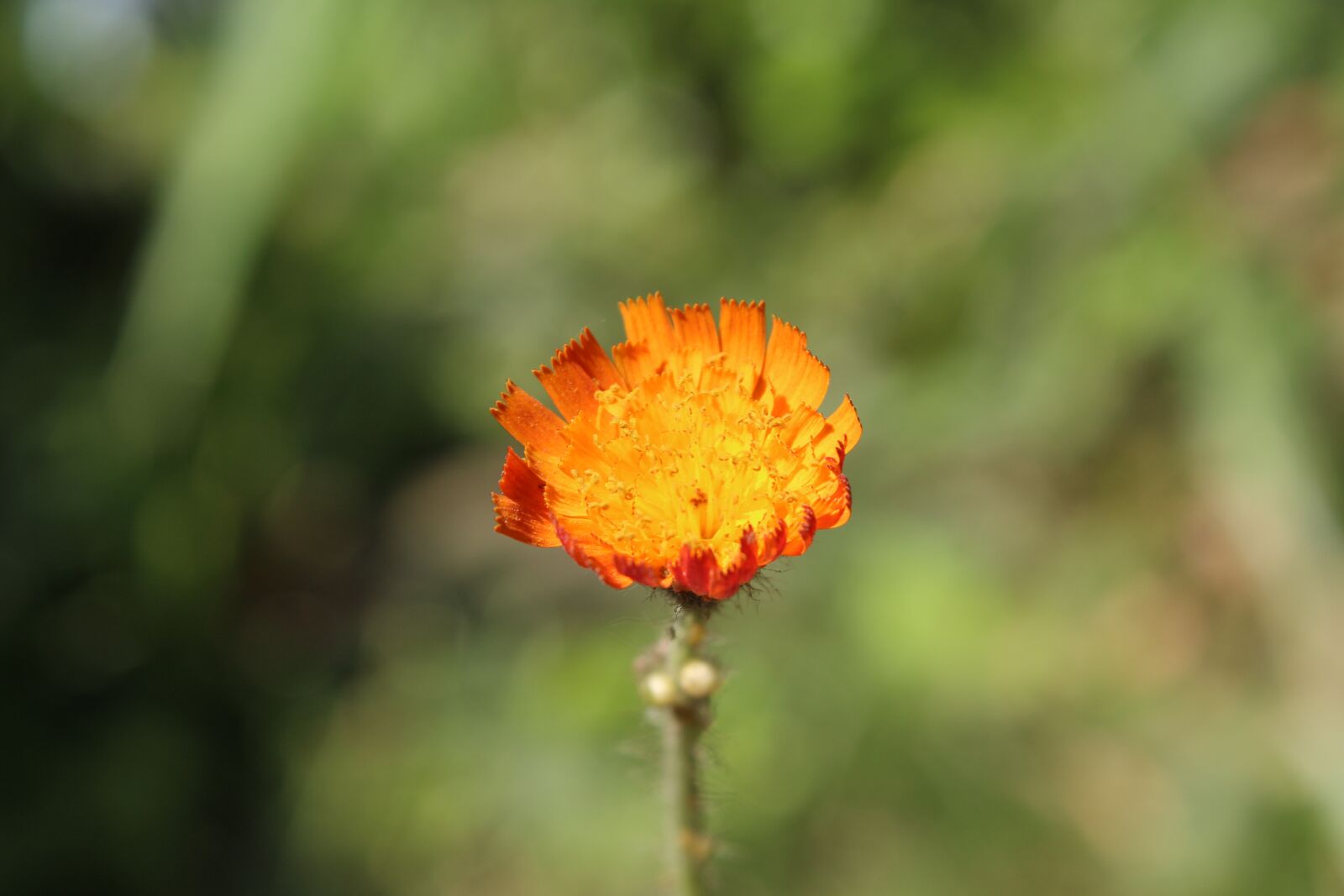 Canon EOS 700D (EOS Rebel T5i / EOS Kiss X7i) sample photo. Flower, nature, blossom photography