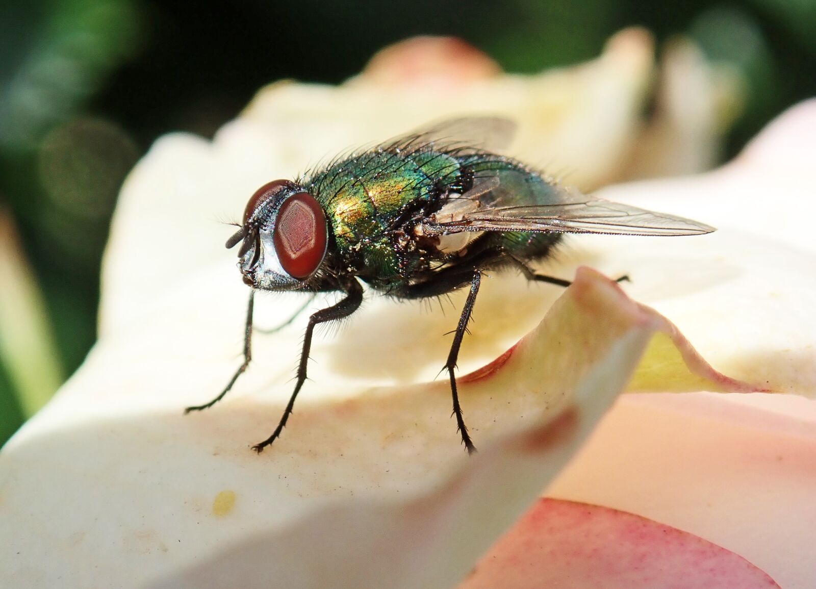 Olympus TG-5 sample photo. Fly, insect, blowfly photography