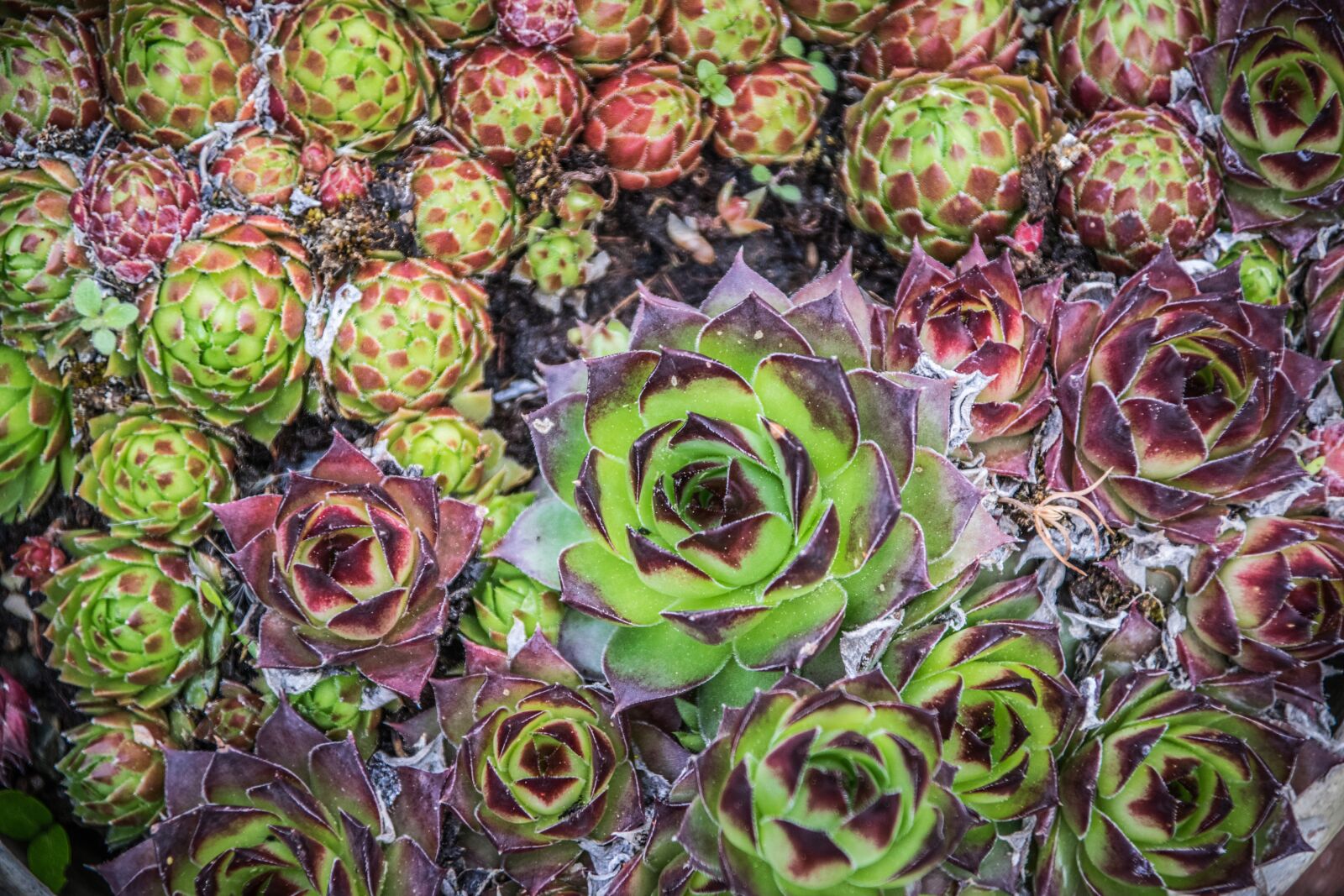Nikon D5300 sample photo. Netřesk, flora, nature photography