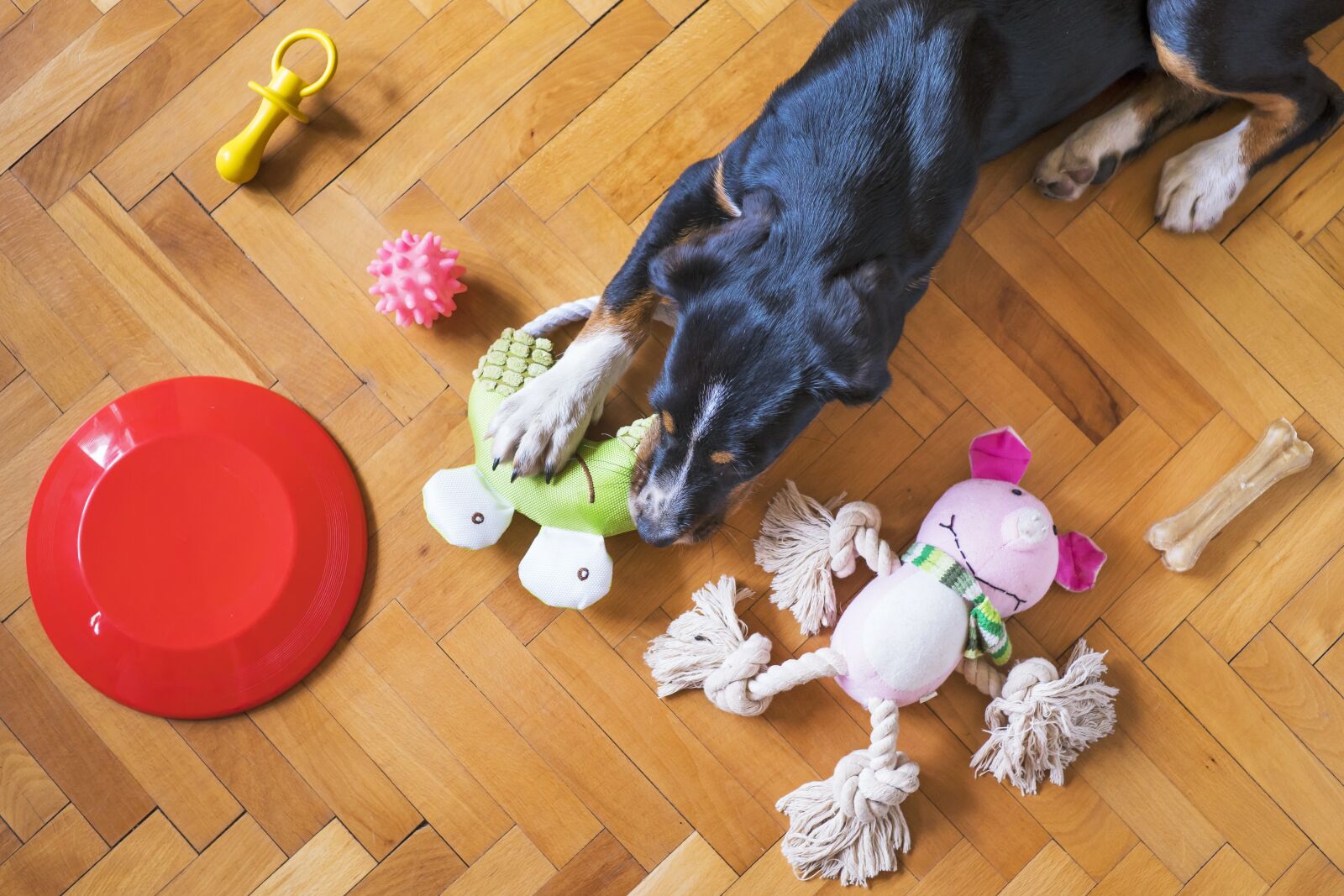 Sony a6300 + E 32mm F1.8 sample photo. Dog toys, dog playing photography