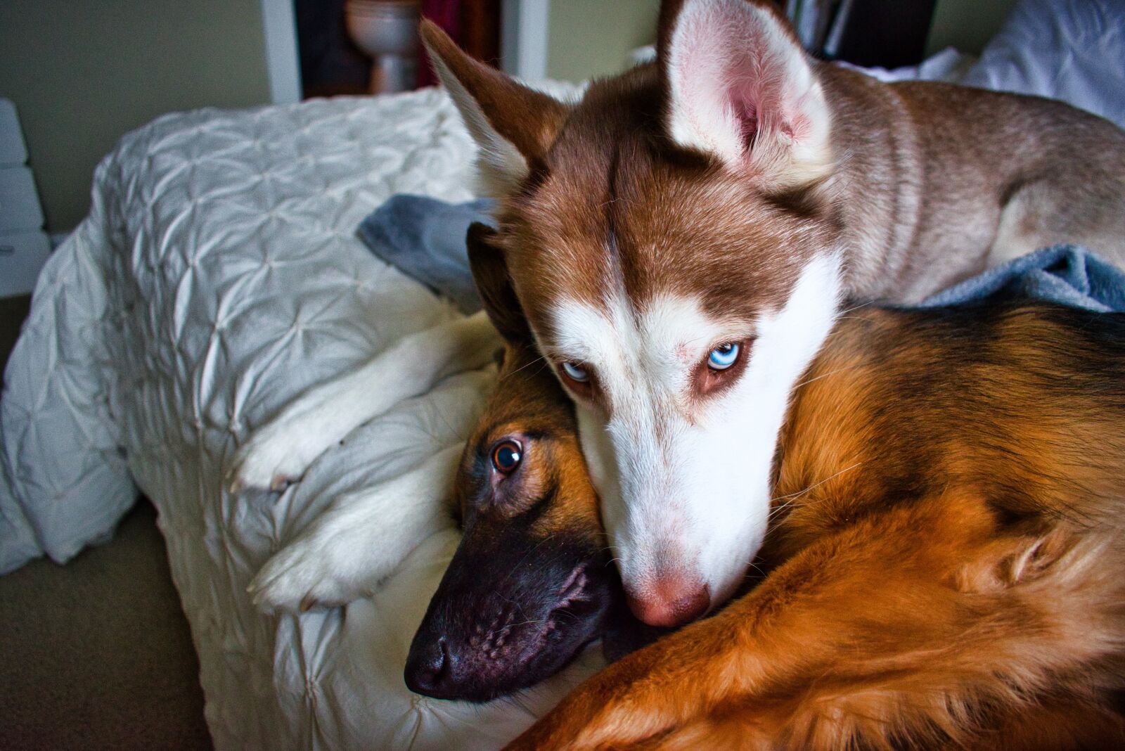 Nikon D3400 sample photo. Dogs, husky, german shepherd photography