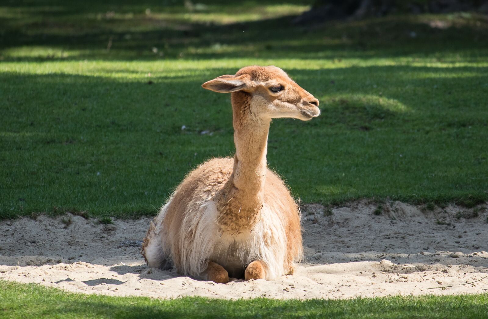 Canon EF-S 55-250mm F4-5.6 IS STM sample photo. Vicuna, paarhufer, calluses ohler photography