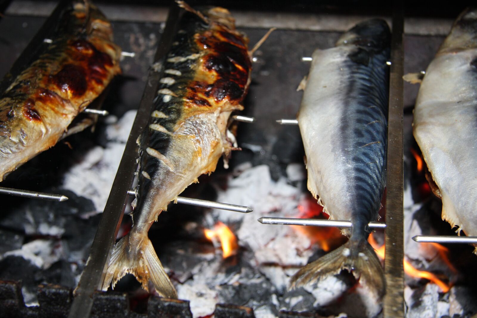 Canon EOS 40D sample photo. Mackerel, steckerlfisch, fish photography