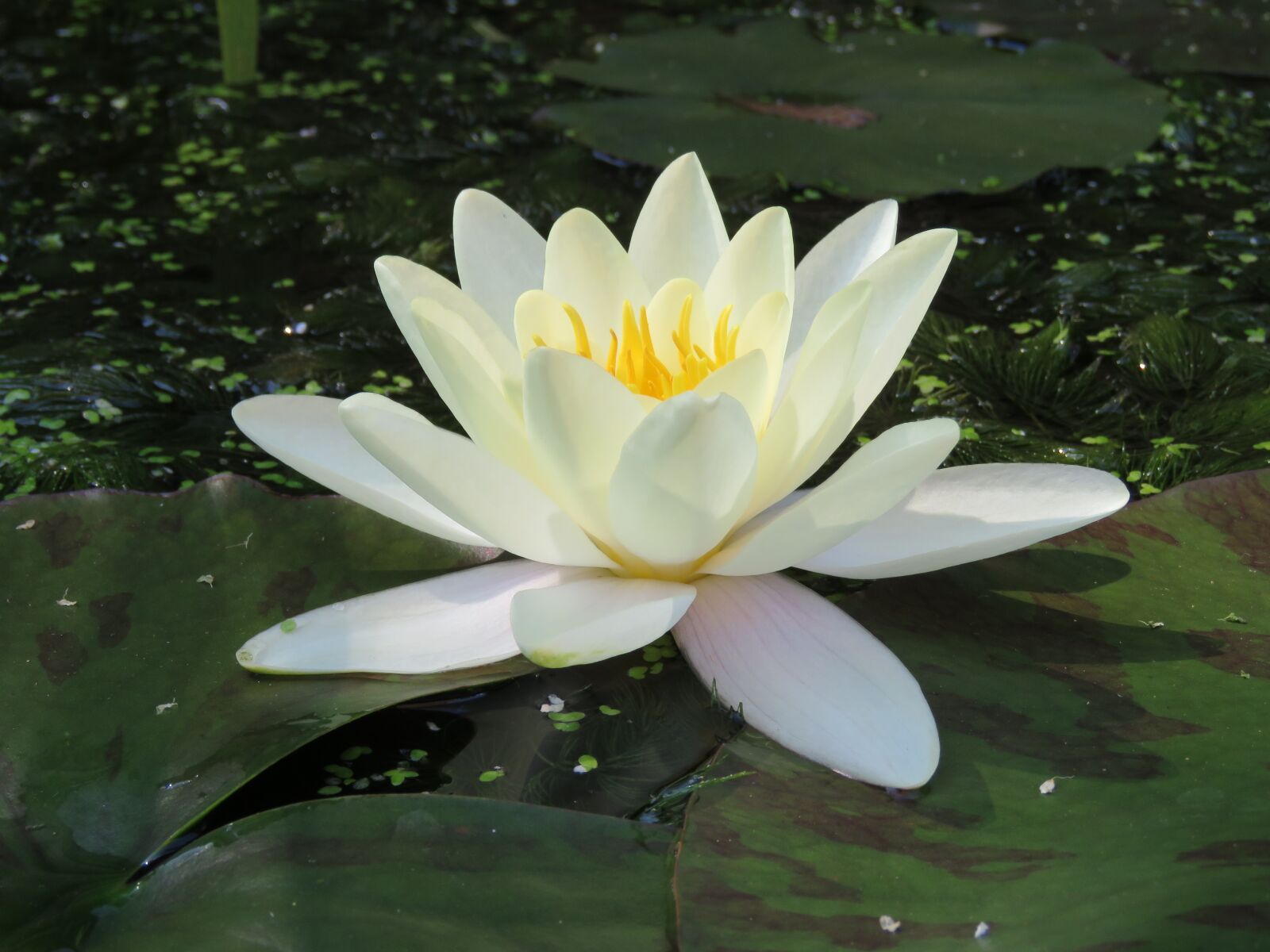 Canon PowerShot SX60 HS sample photo. Water lily, yellow, flower photography