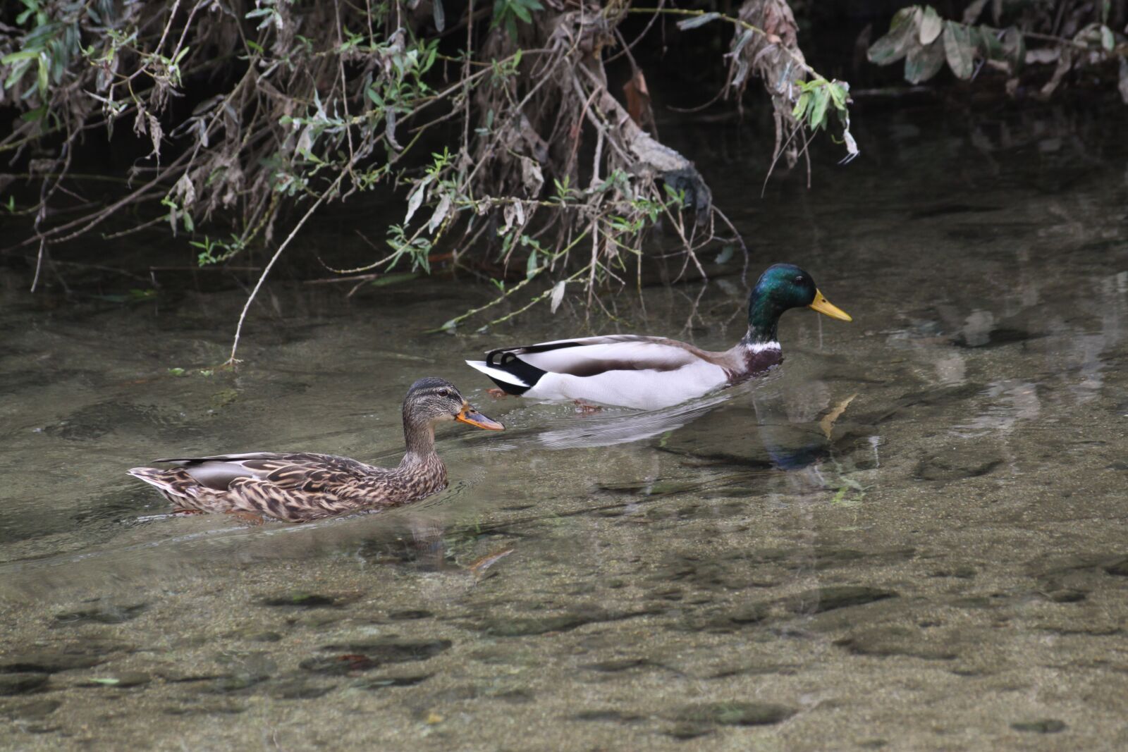 Canon EOS 50D sample photo. Mallard duck, pair, waterfowl photography