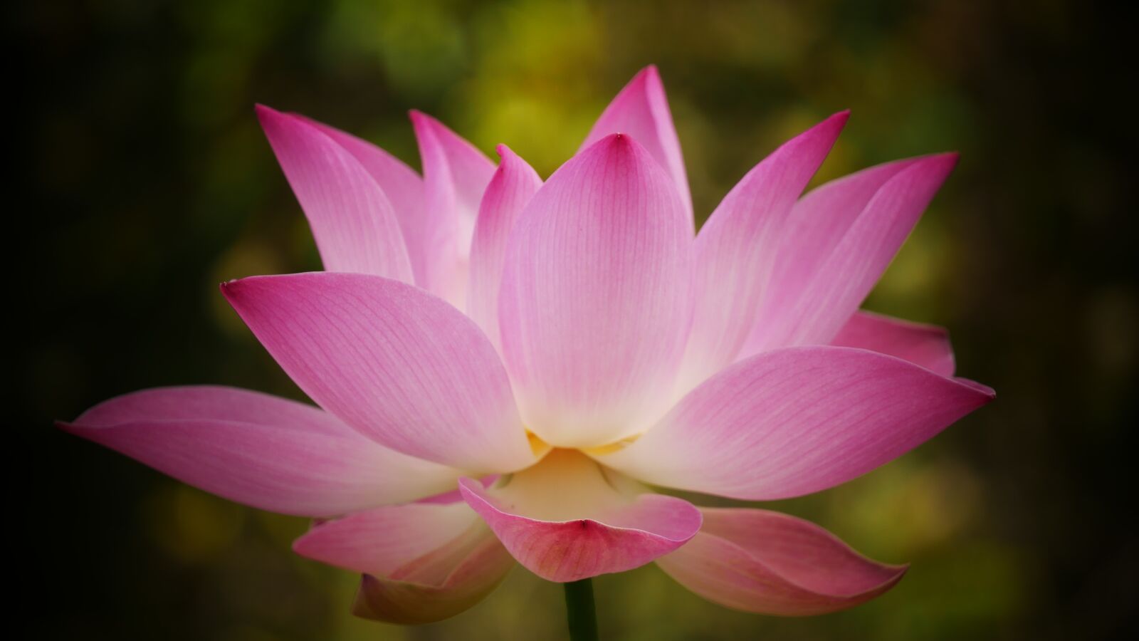 Panasonic Lumix DMC-GX85 (Lumix DMC-GX80 / Lumix DMC-GX7 Mark II) sample photo. Lotus flower, water lily photography