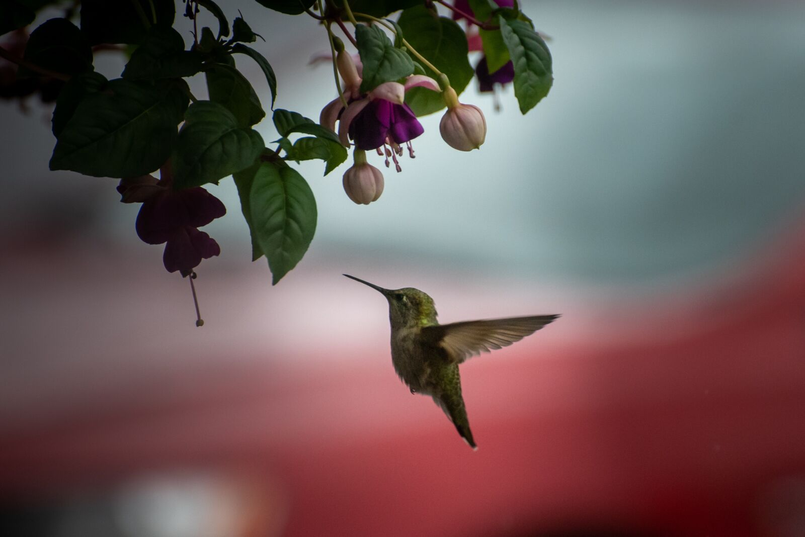 Nikon D750 sample photo. Hummingbird, bird, nature photography