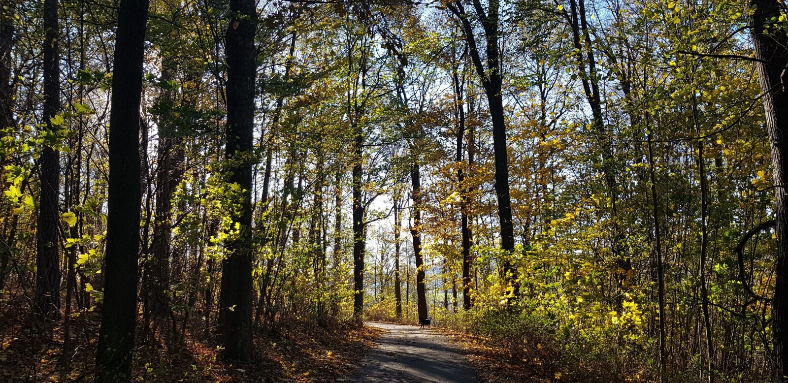 Samsung Galaxy S8 sample photo. Forest, nature, landscape photography