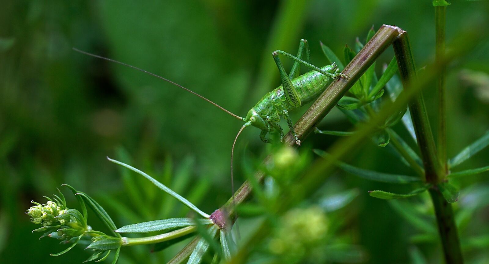 Sony a6000 sample photo. Insect, green, grasshopper photography