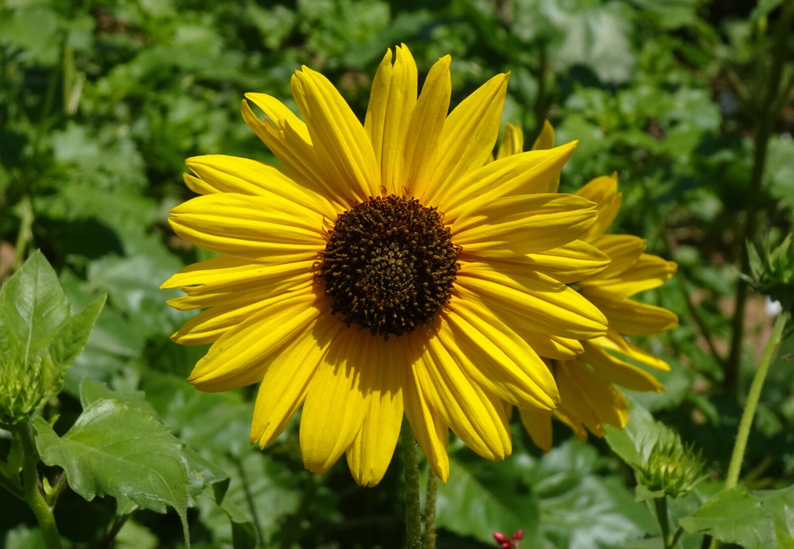 Sony DSC-WX800 sample photo. Flower, sunflower, ornamental photography