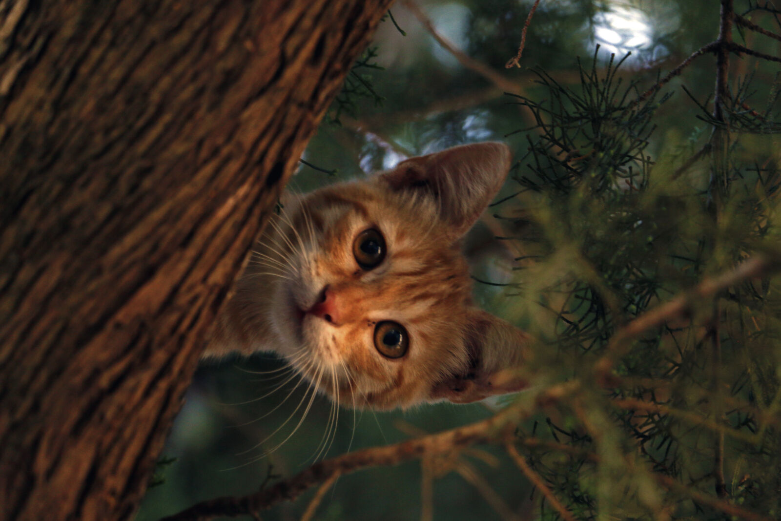 Canon EOS 70D sample photo. Cat, cute, forest, hide photography