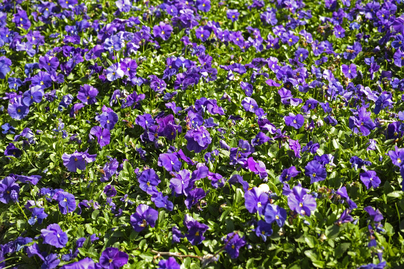 Sigma DP3 Merrill sample photo. Flower, spring, garden photography