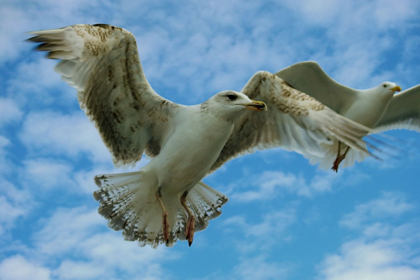 Nikon Coolpix P900 sample photo. Terns, flight, birds photography