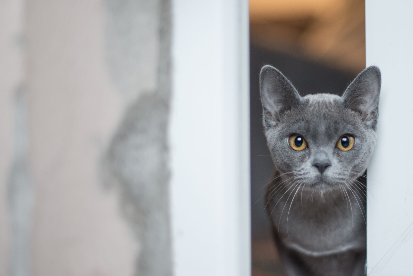 Nikon D600 sample photo. Animal, cute, cat photography
