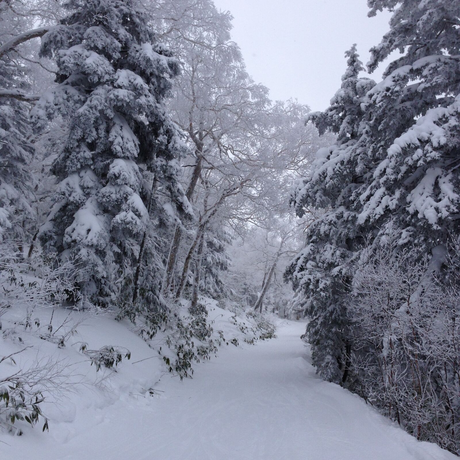 iPhone 5 back camera 4.12mm f/2.4 sample photo. Winter, fir tree, snow photography