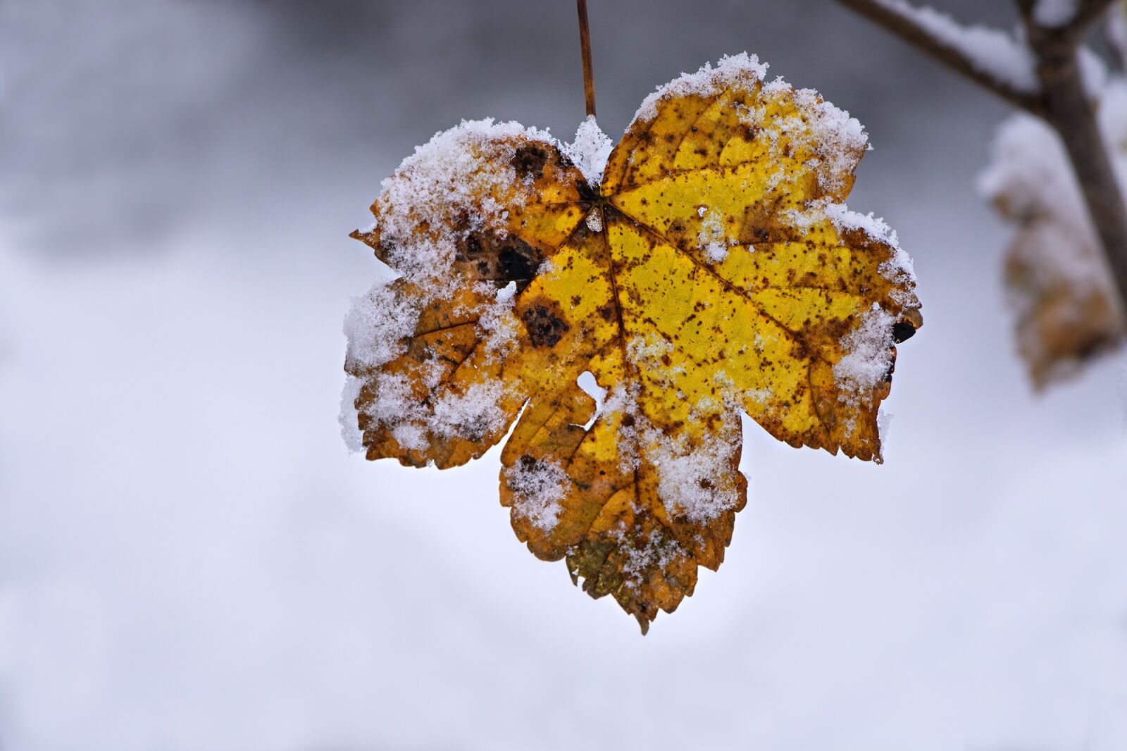 Nikon D7100 sample photo. Winter, leaves, leaf photography