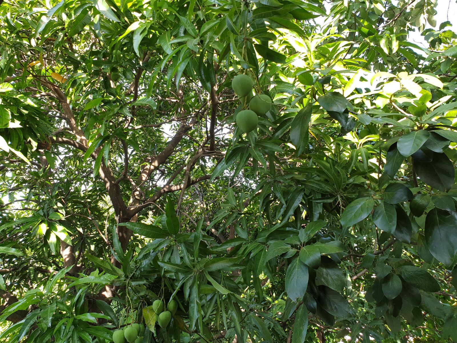 Samsung SM-N960F sample photo. Mango tree, mango, tree photography