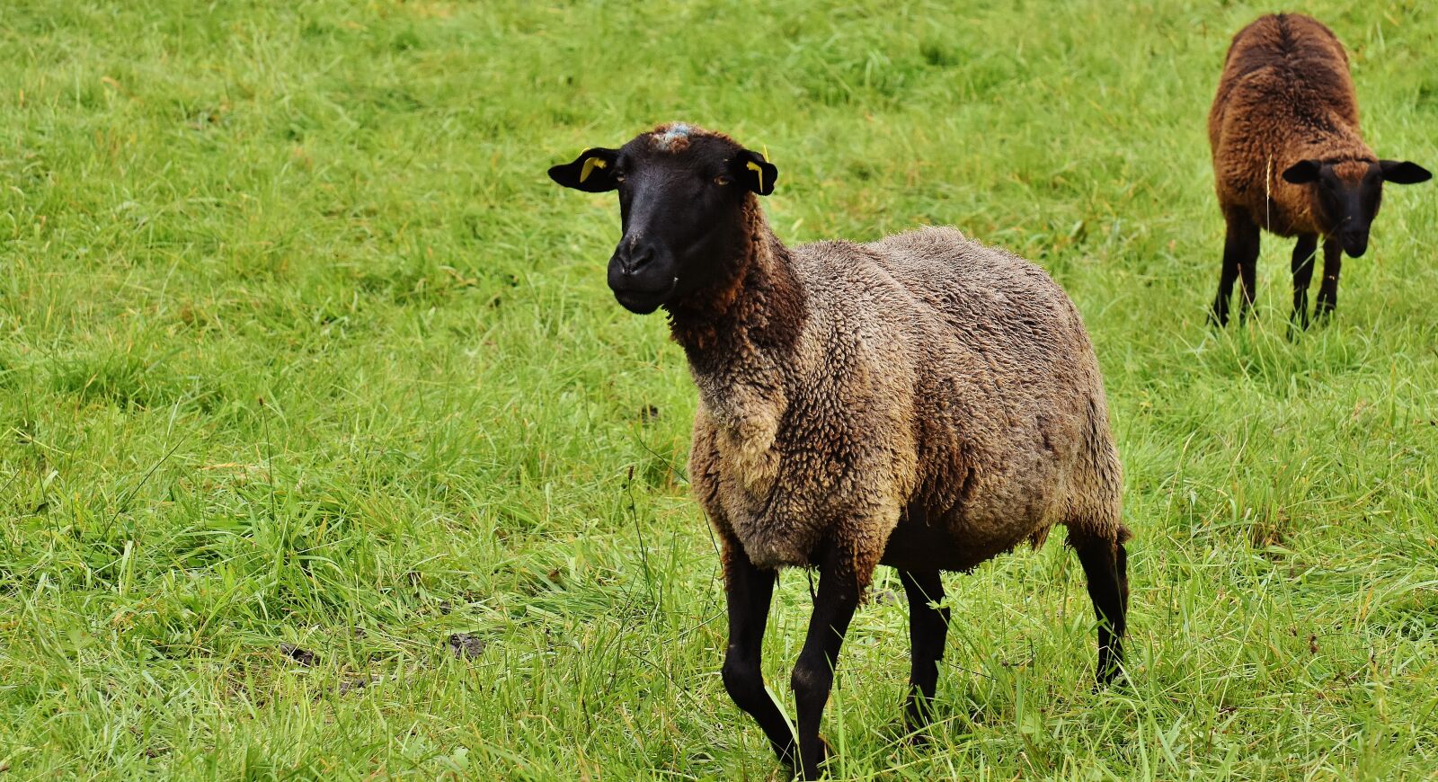 Nikon D7200 sample photo. Sheep, animal, meadow photography