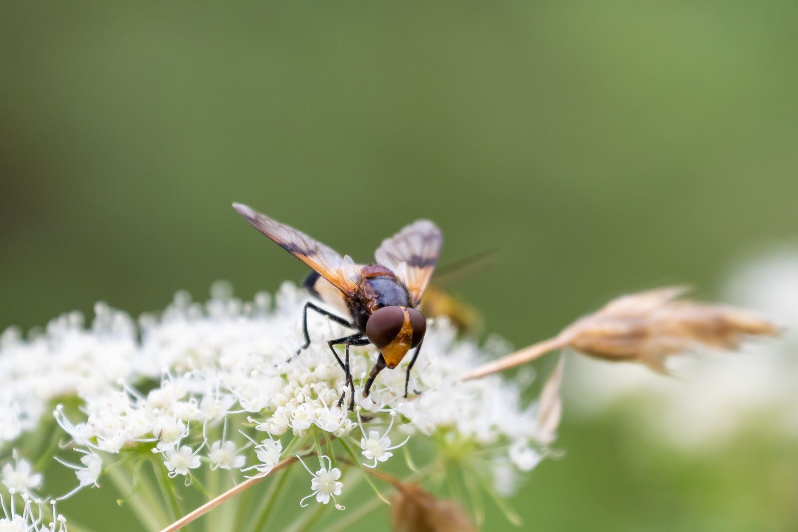 Canon EOS 7D Mark II + Canon EF 70-300mm F4-5.6L IS USM sample photo. Hoverfly, insect, inflorescence photography