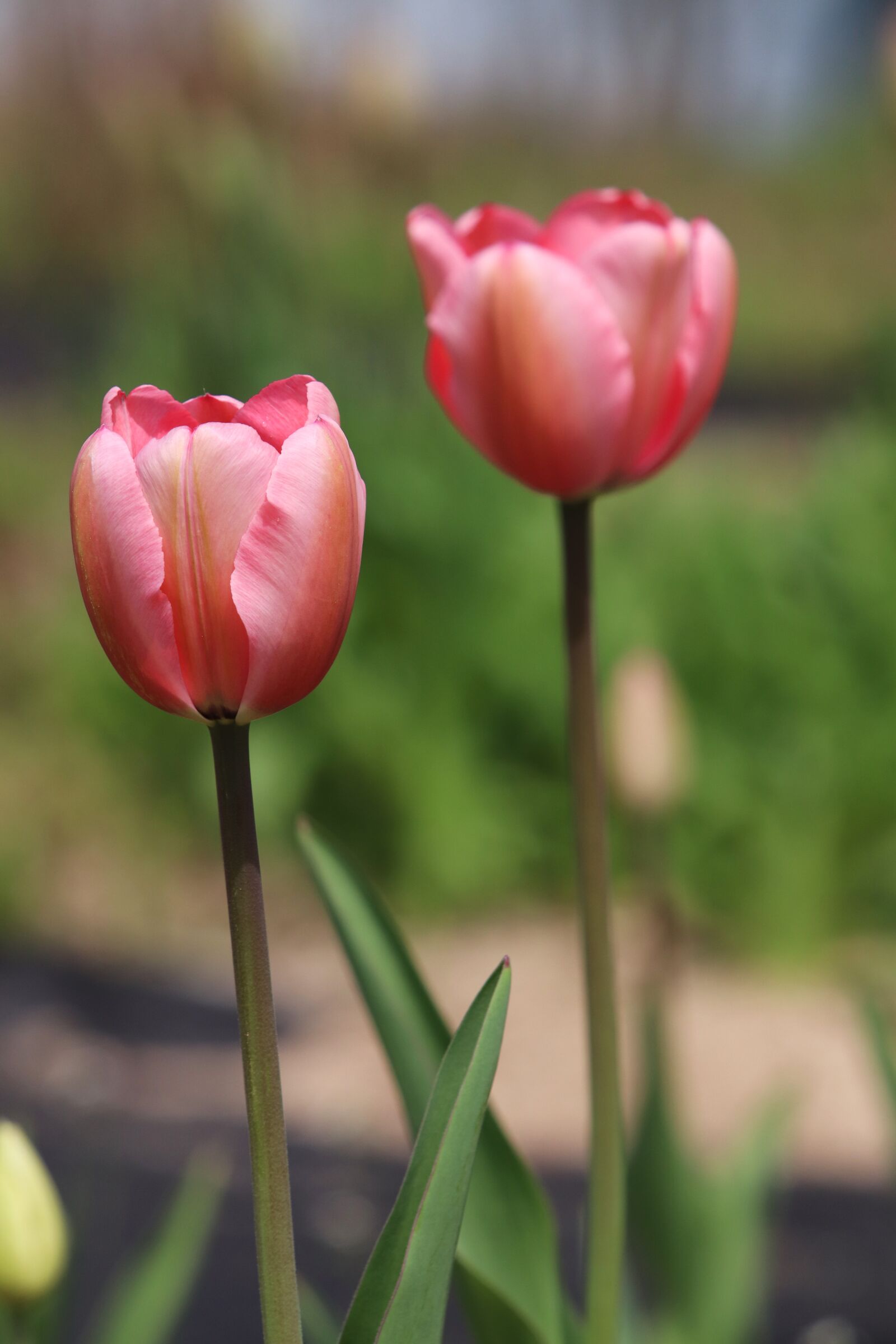 Canon EF 70-200mm F2.8L USM sample photo. Tulip, spring, flowers photography