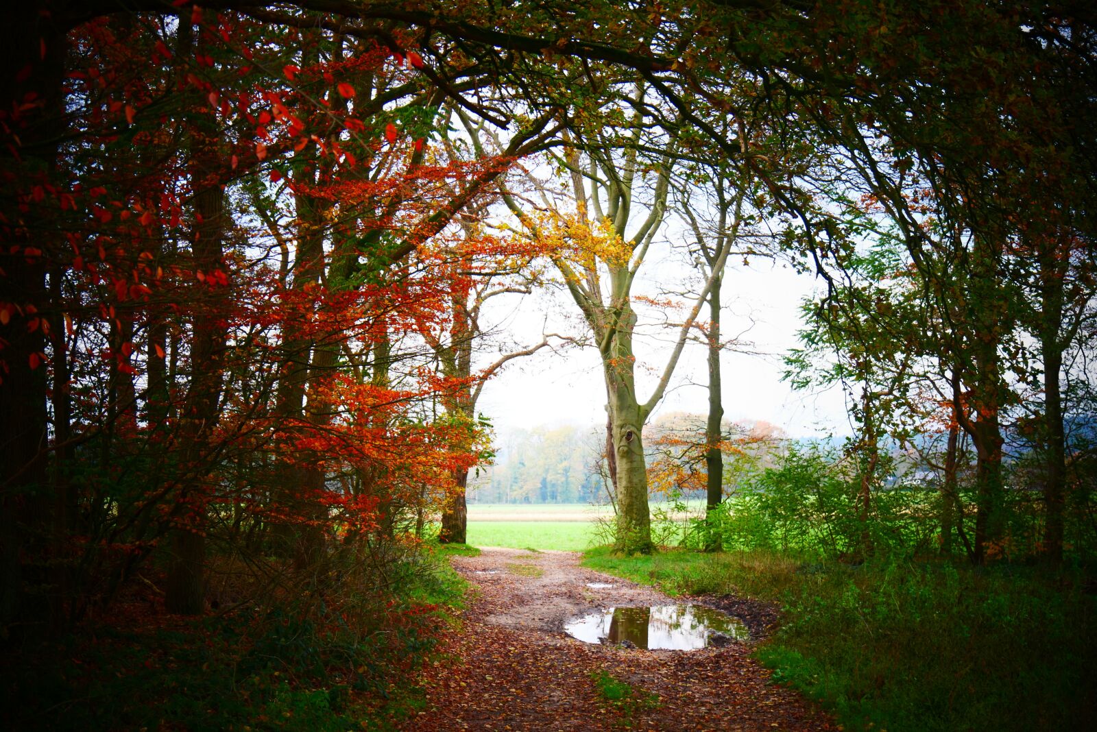 Panasonic Lumix DMC-G85 (Lumix DMC-G80) sample photo. Forest, forest path, vote photography