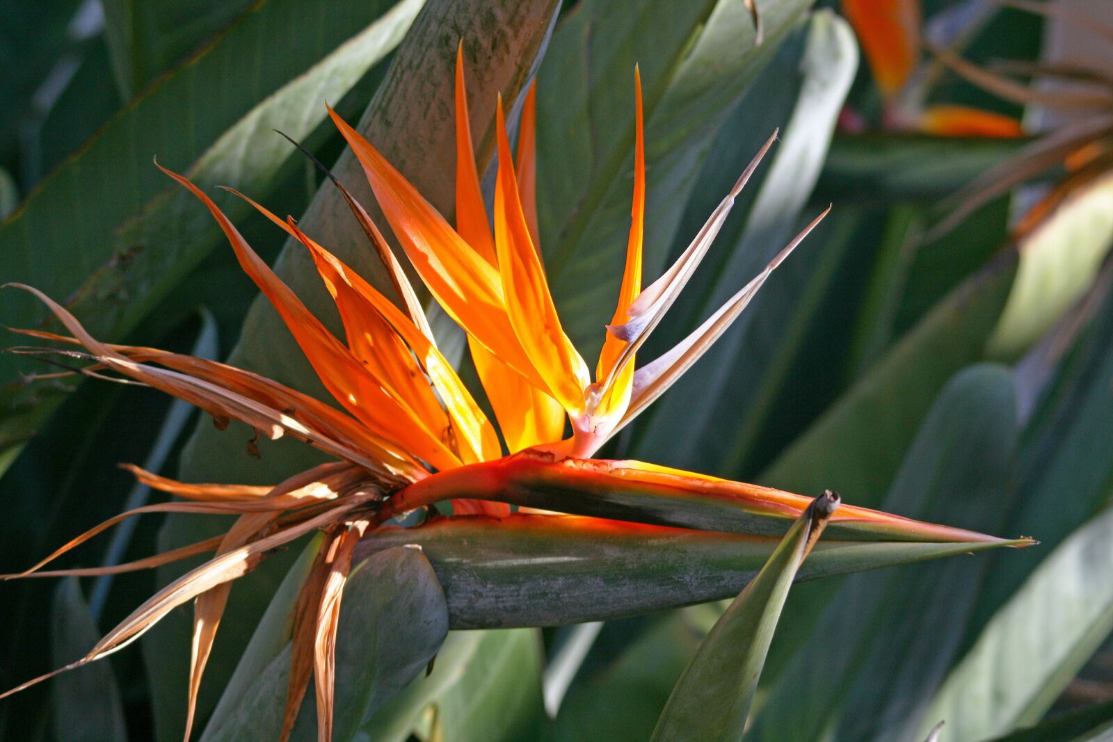 Canon EOS 400D (EOS Digital Rebel XTi / EOS Kiss Digital X) sample photo. Flowering strelitzia, flower, open photography