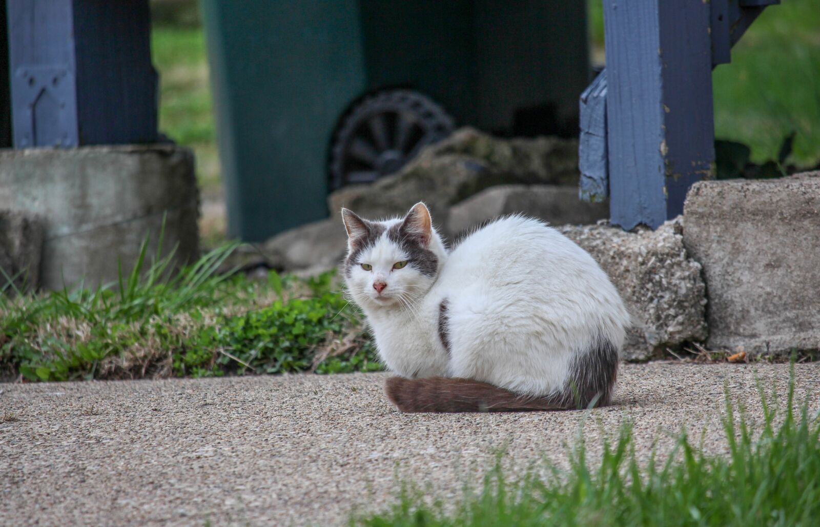 Canon EOS 700D (EOS Rebel T5i / EOS Kiss X7i) sample photo. Mammal, cute, animal photography