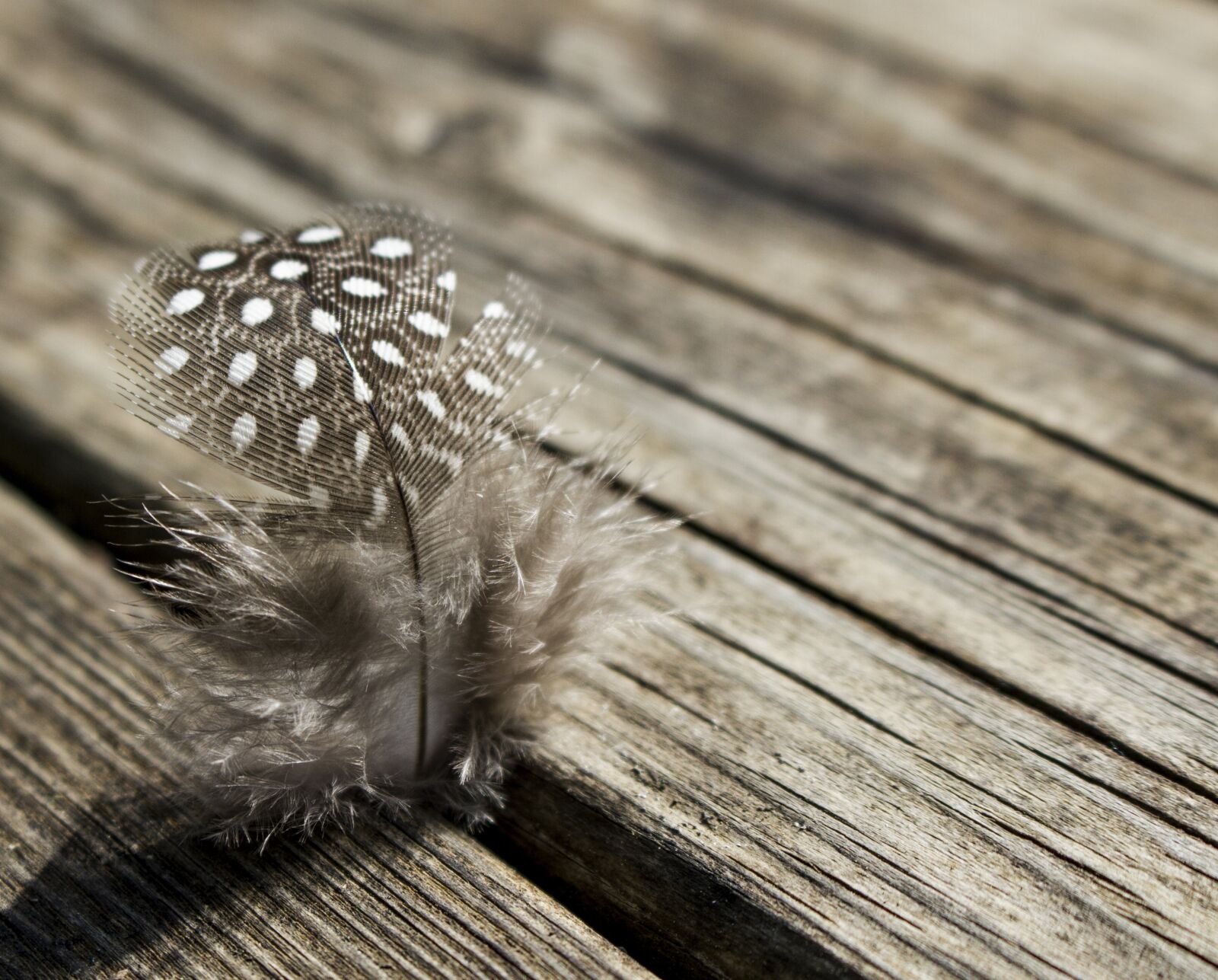 Canon EOS 7D sample photo. Feather, bird, plumage photography