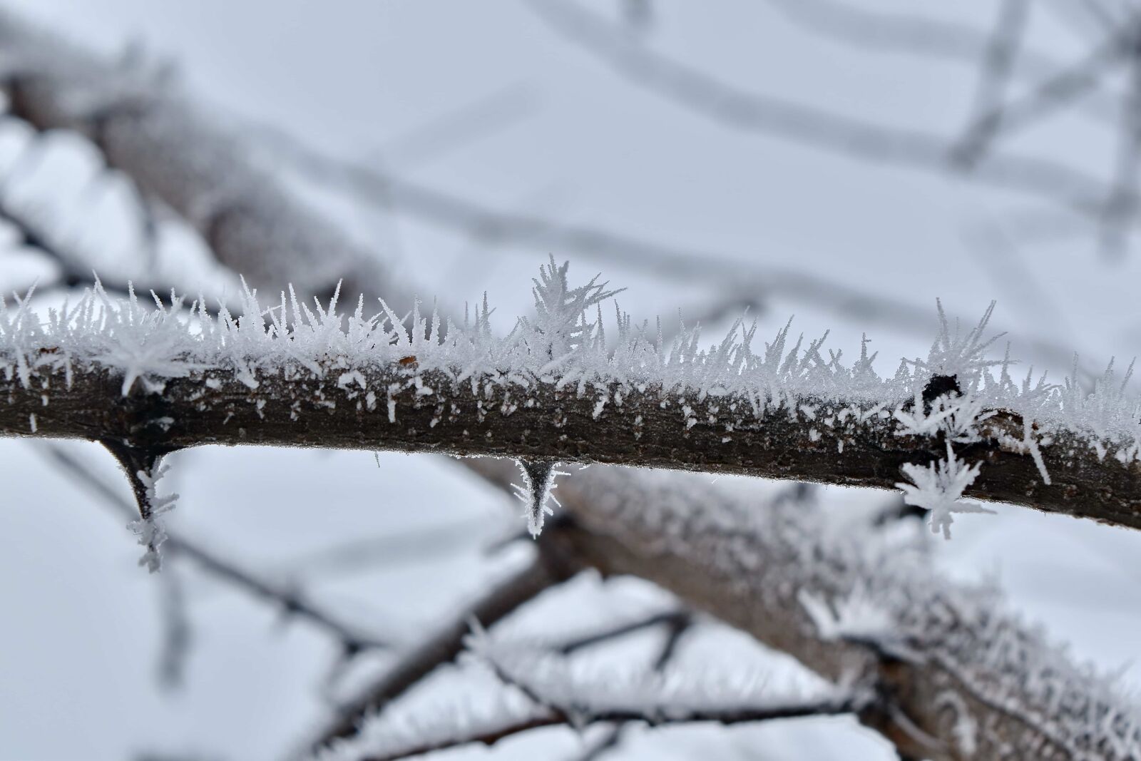 Nikon D5500 sample photo. Foggy, ice crystal, snowflakes photography