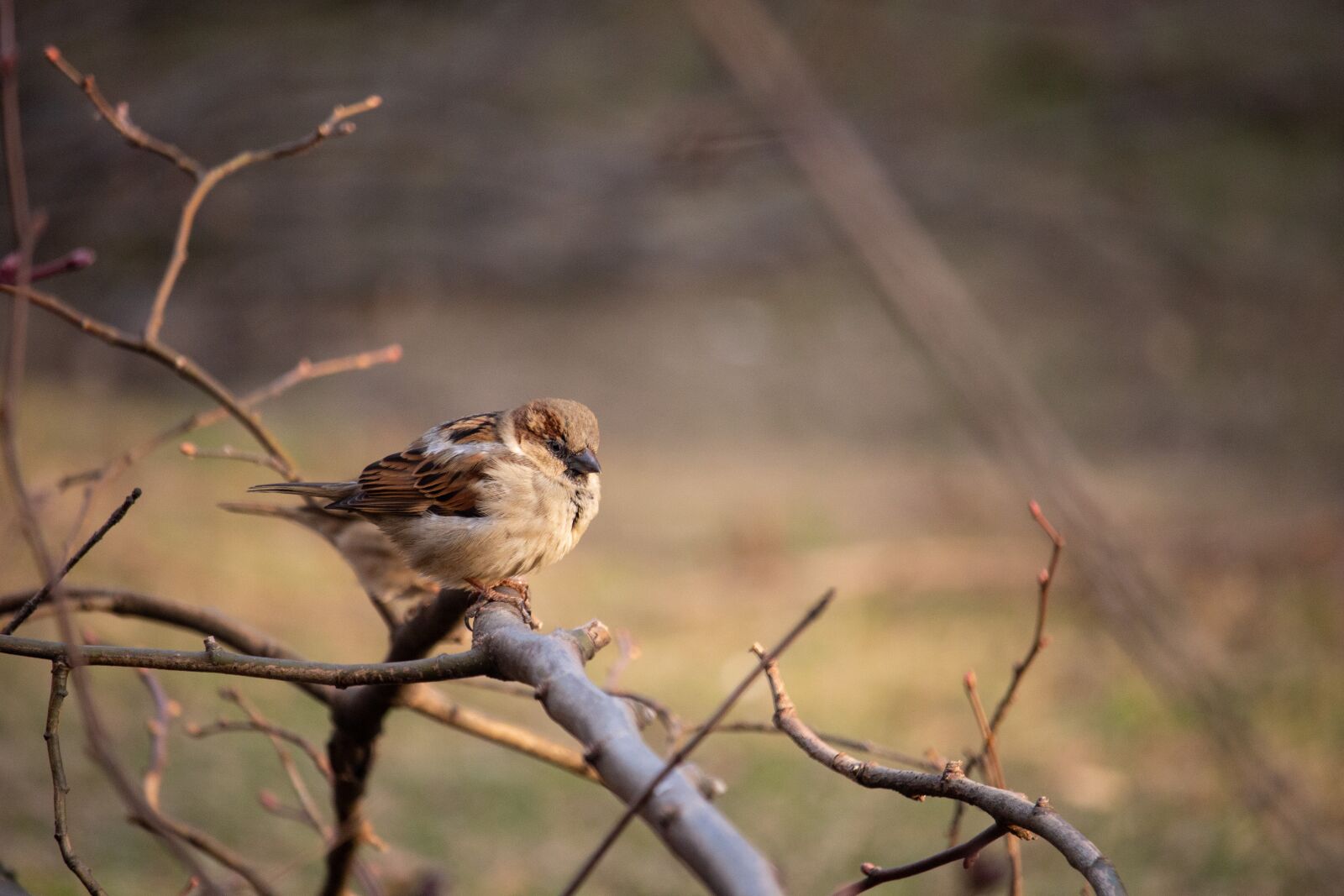 Canon EOS 100D (EOS Rebel SL1 / EOS Kiss X7) sample photo. Sparrow, bird, nature photography