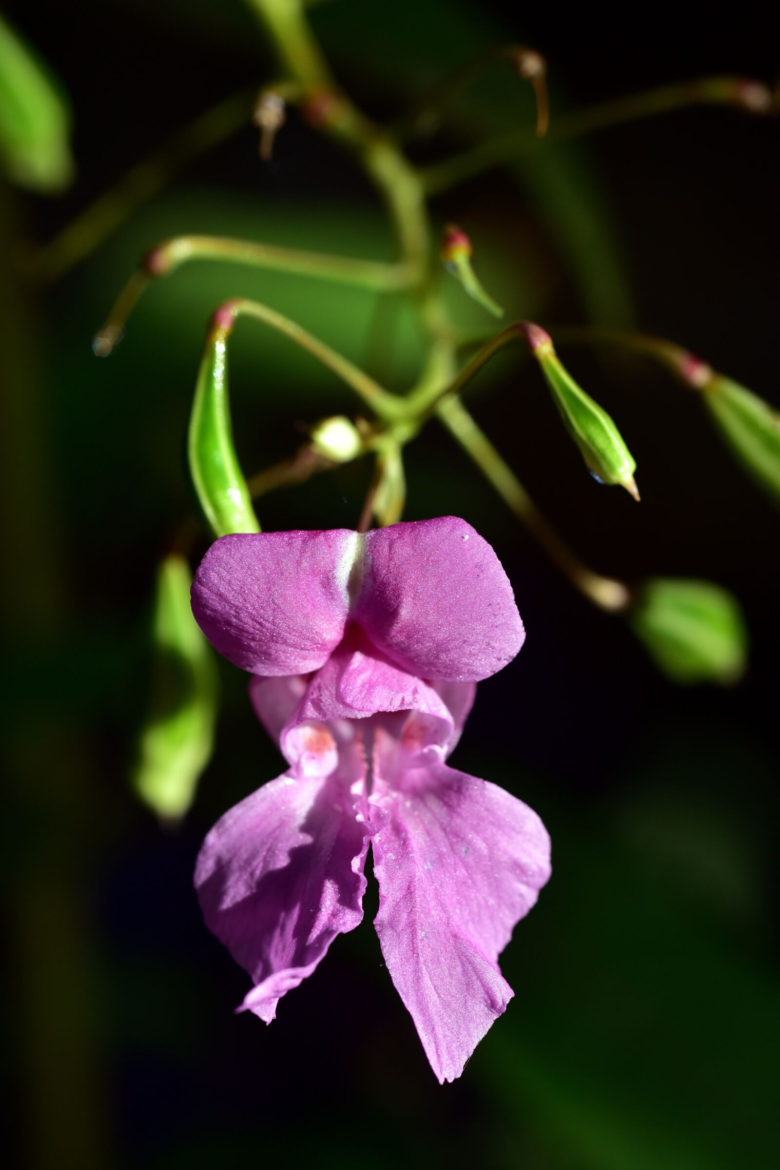 Nikon D750 sample photo. Indian springkraut, indian, balsam photography