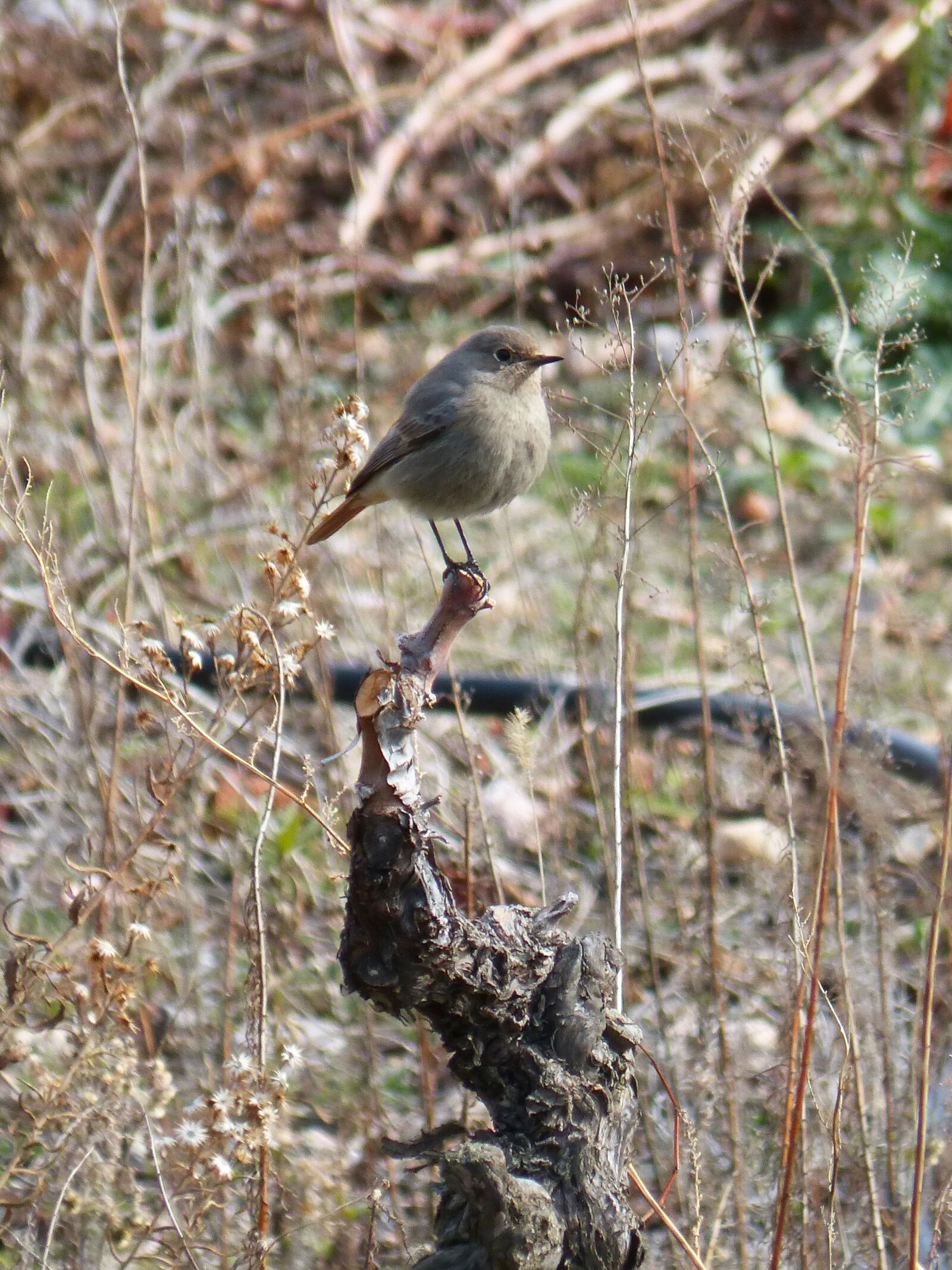 Panasonic DMC-FZ62 sample photo. Bird, black redstart, smoked photography