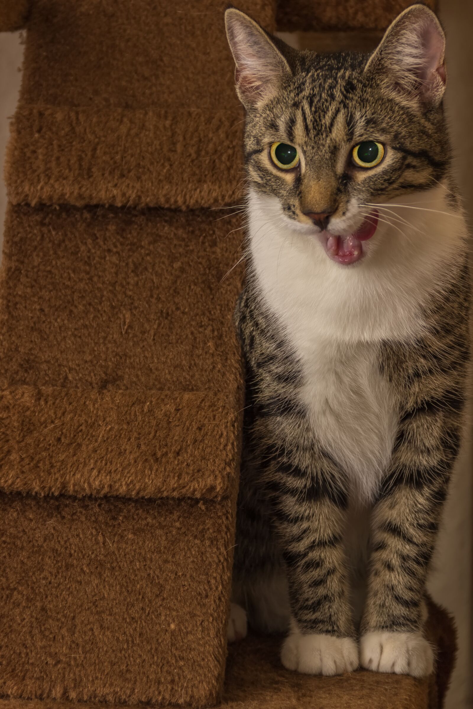 Canon EF-S 18-135mm F3.5-5.6 IS sample photo. Cat, european shorthair, race photography